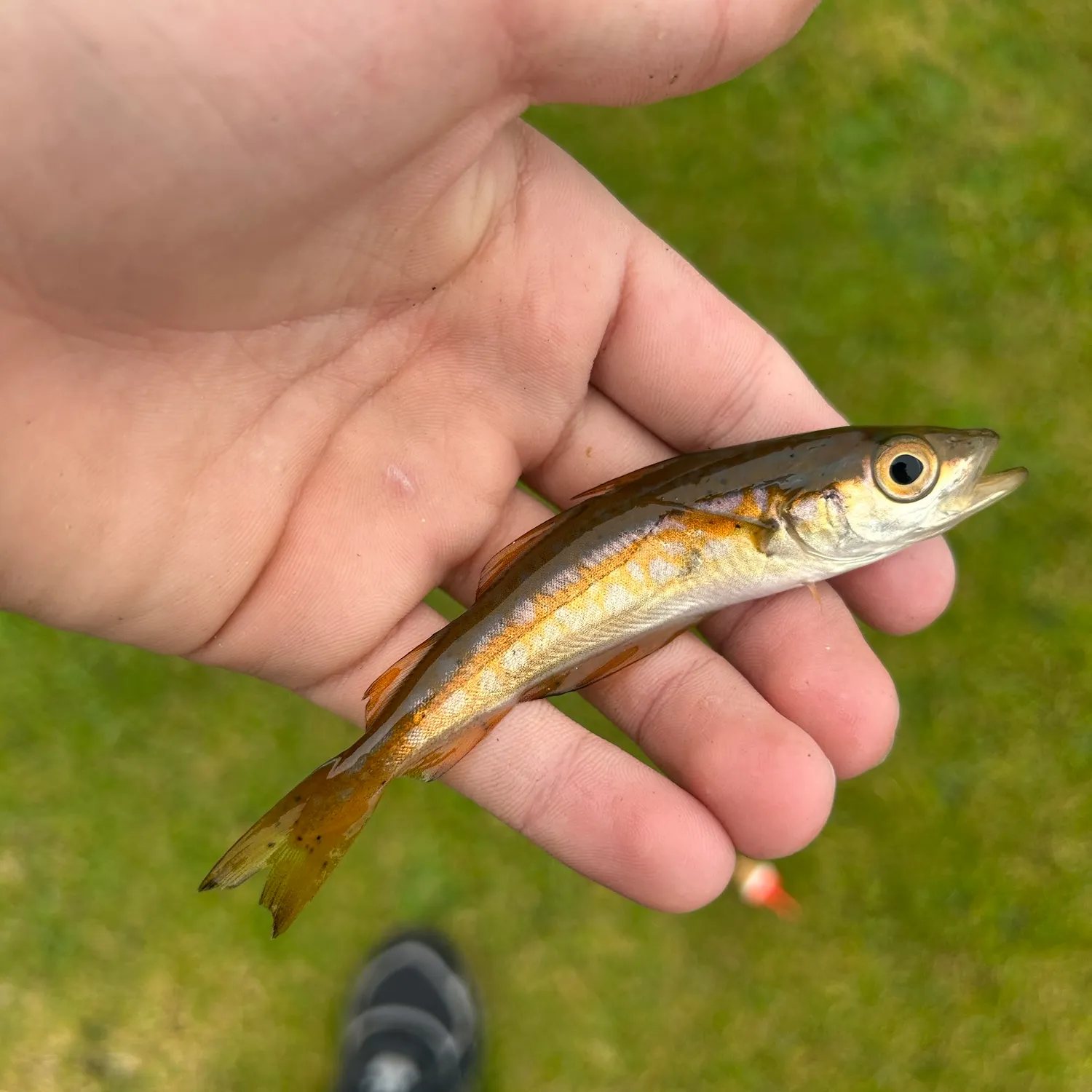 The most recent Pollack catches on Fishbrain