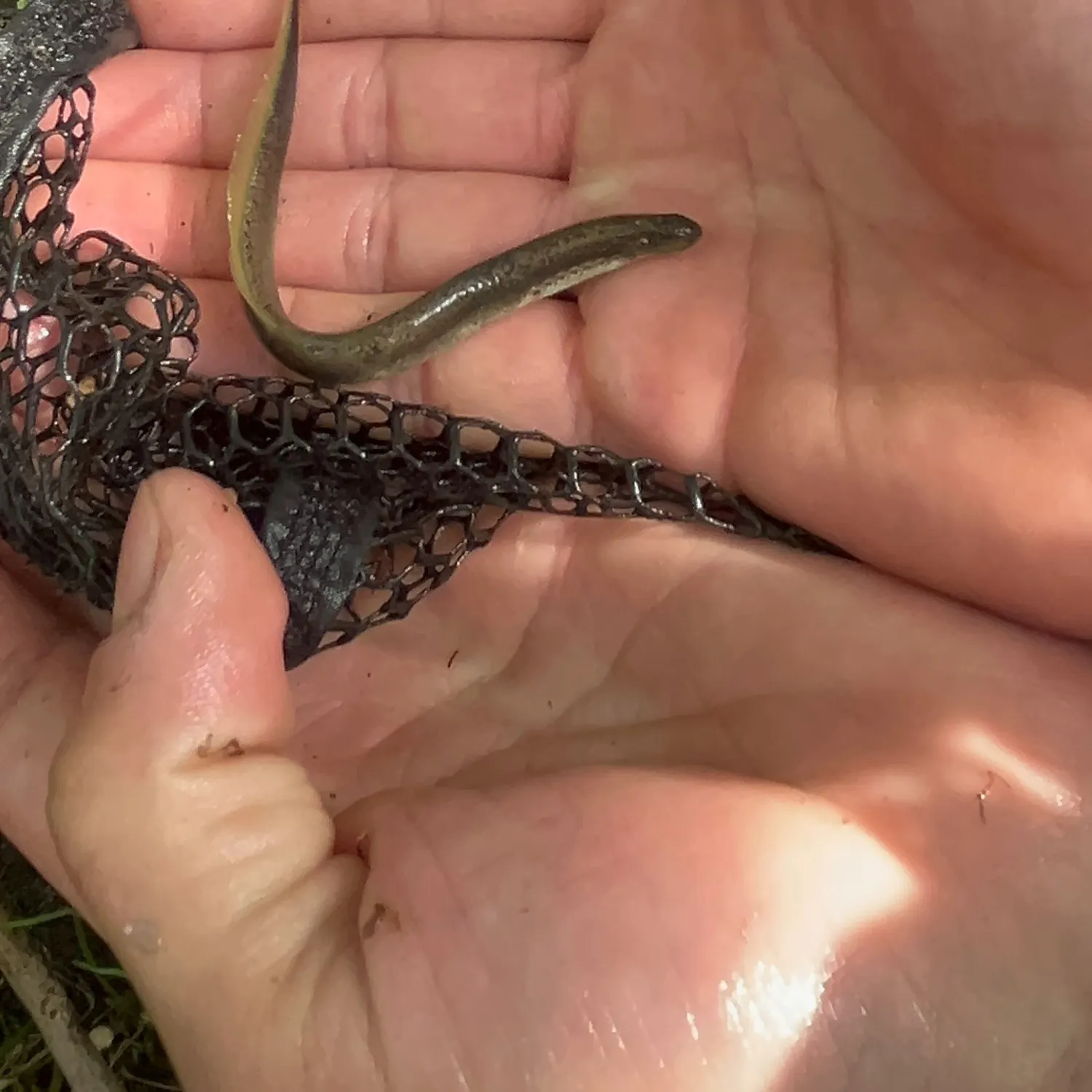 The most recent Silver lamprey catches on Fishbrain