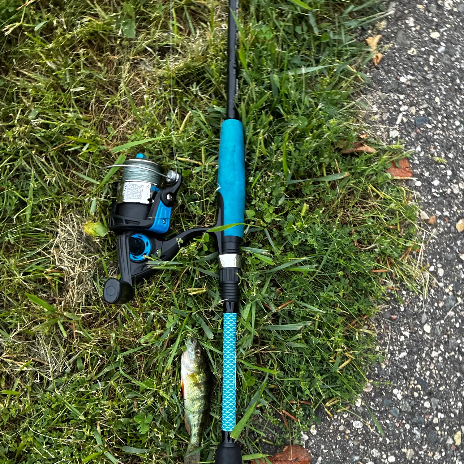 Yellow perch caught on Fishbrain