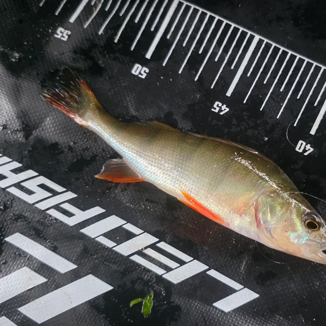 European perch caught on Fishbrain