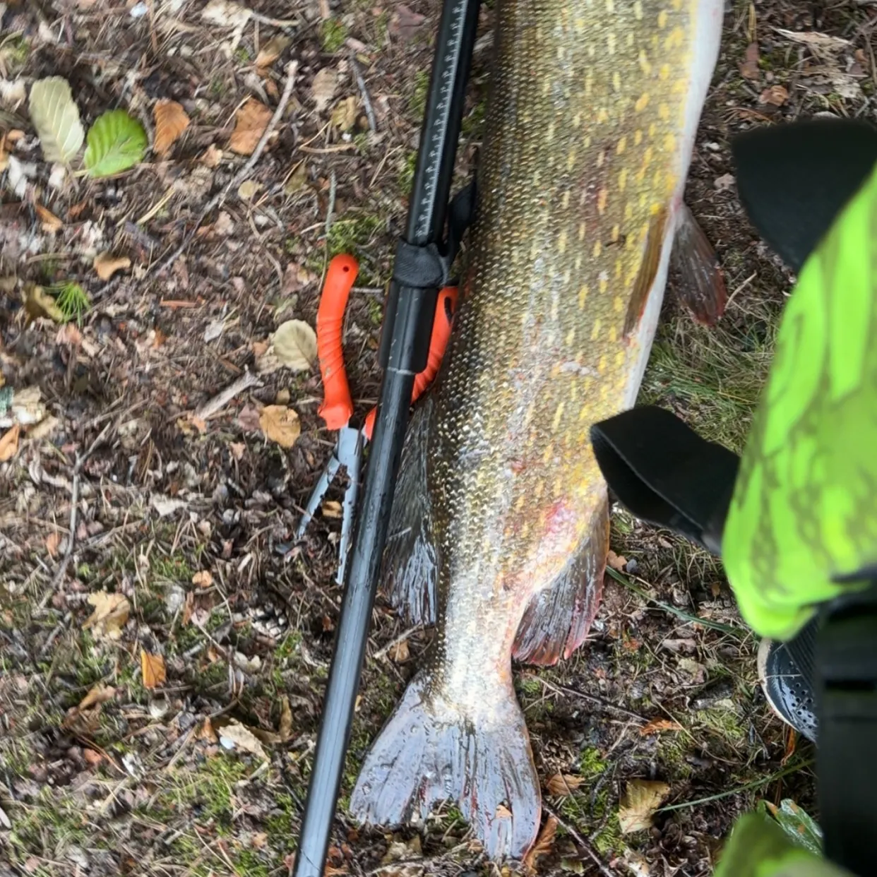 Northern pike caught on Fishbrain