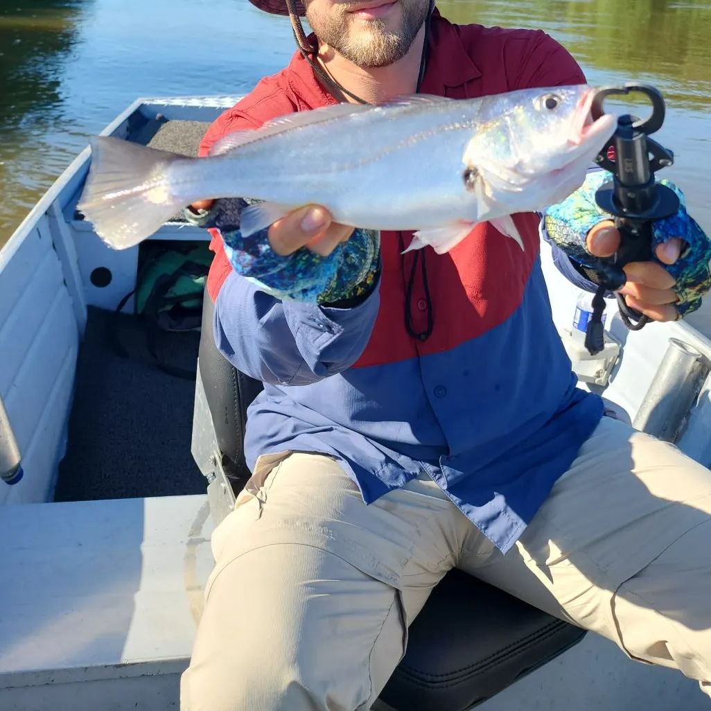 The most popular recent Corvina drum catch on Fishbrain
