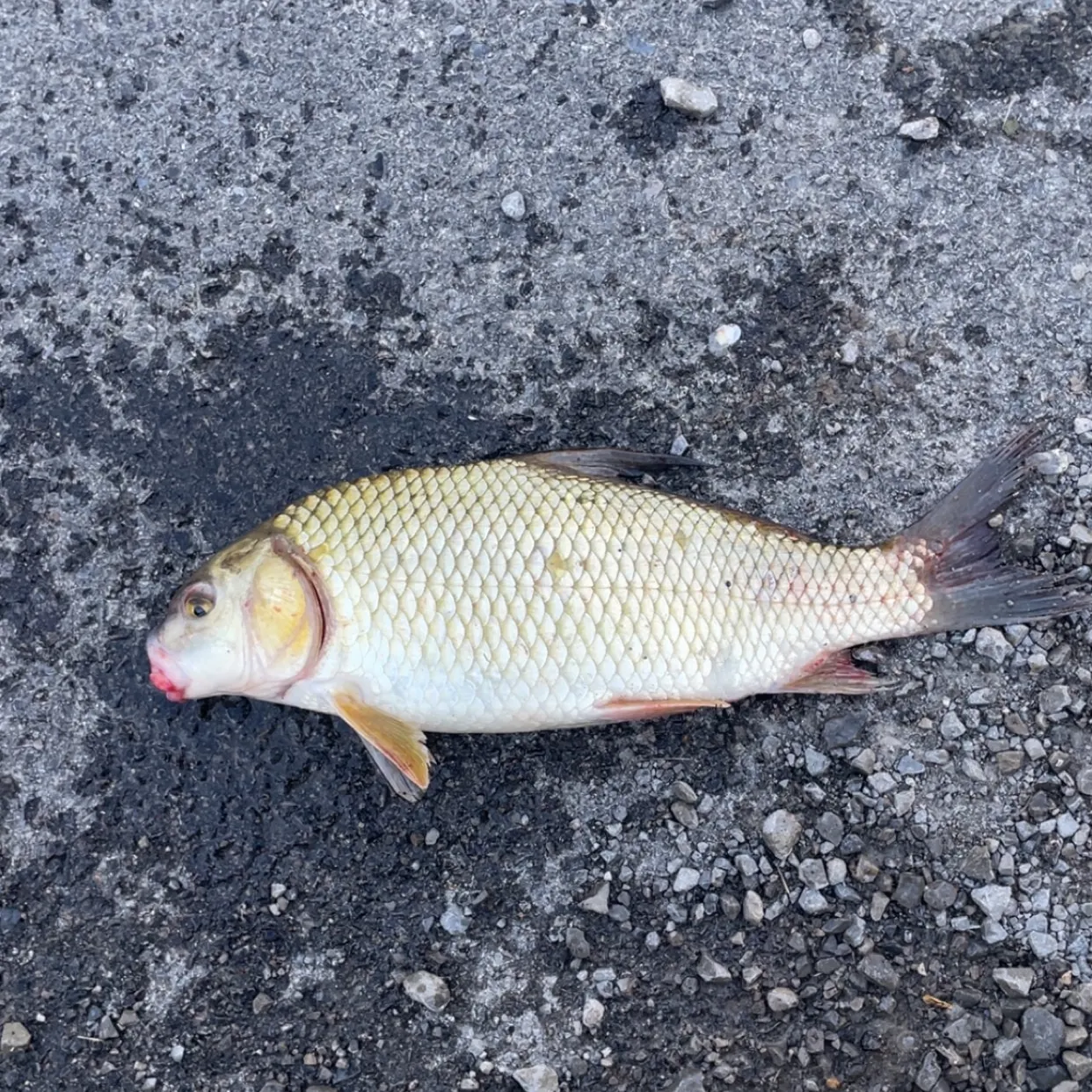 The most recent Quillback catches on Fishbrain