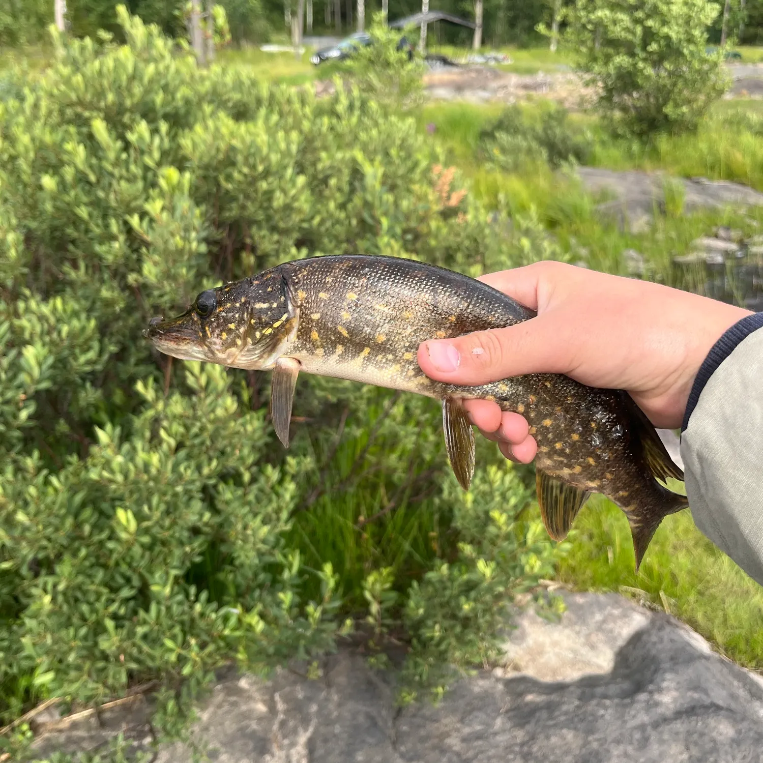Northern pike caught on Fishbrain