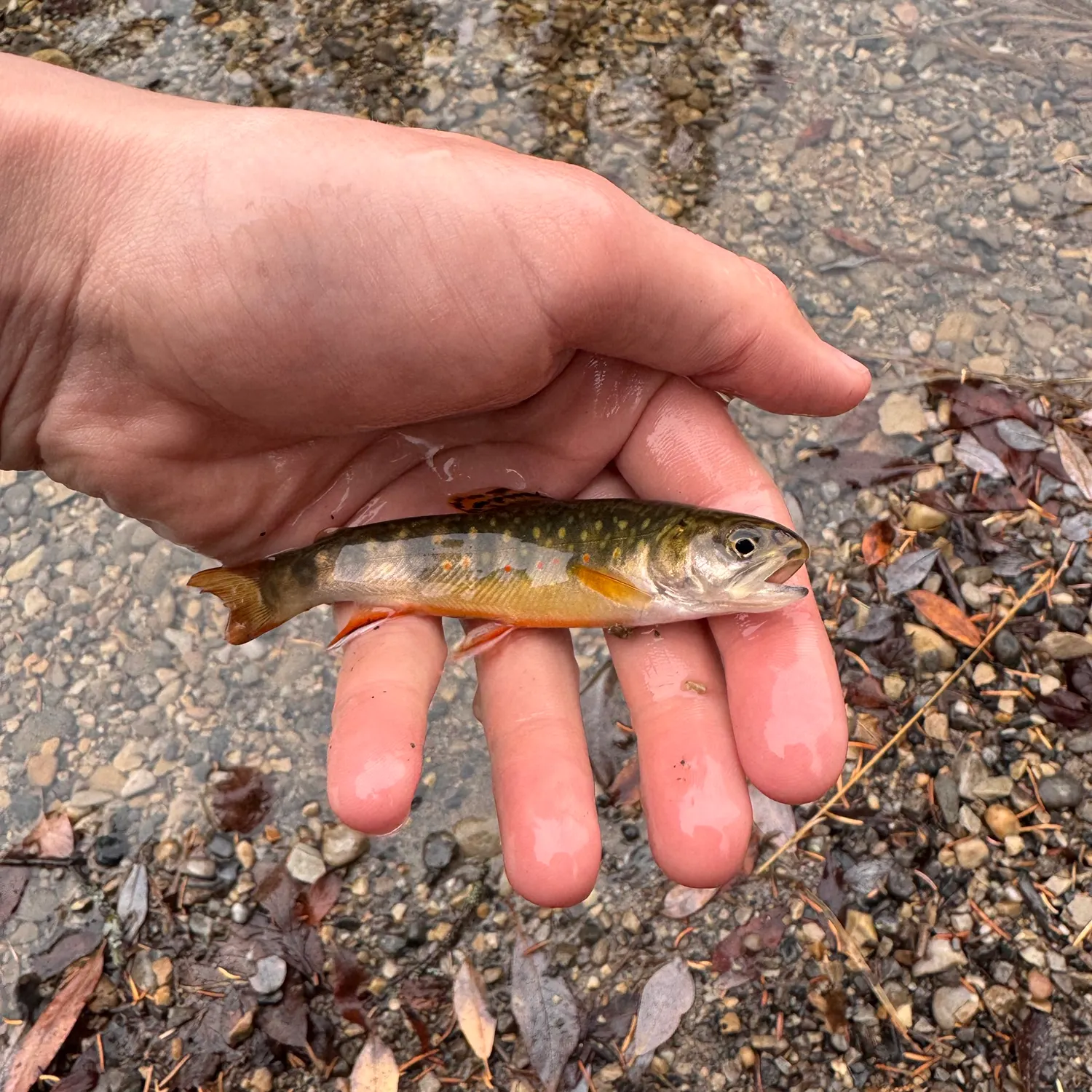 Brook trout caught on Fishbrain