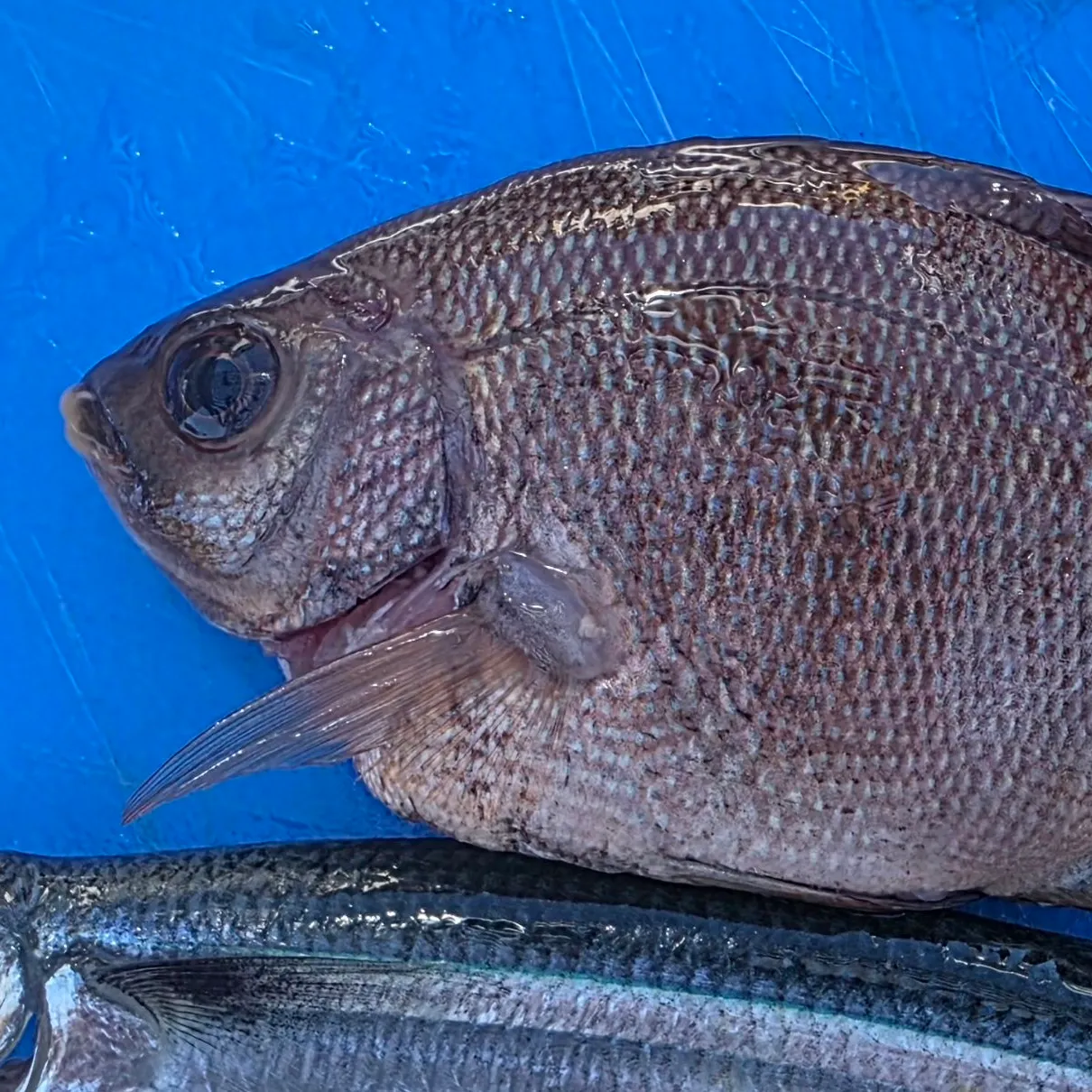 The most recent Striped seaperch catches on Fishbrain