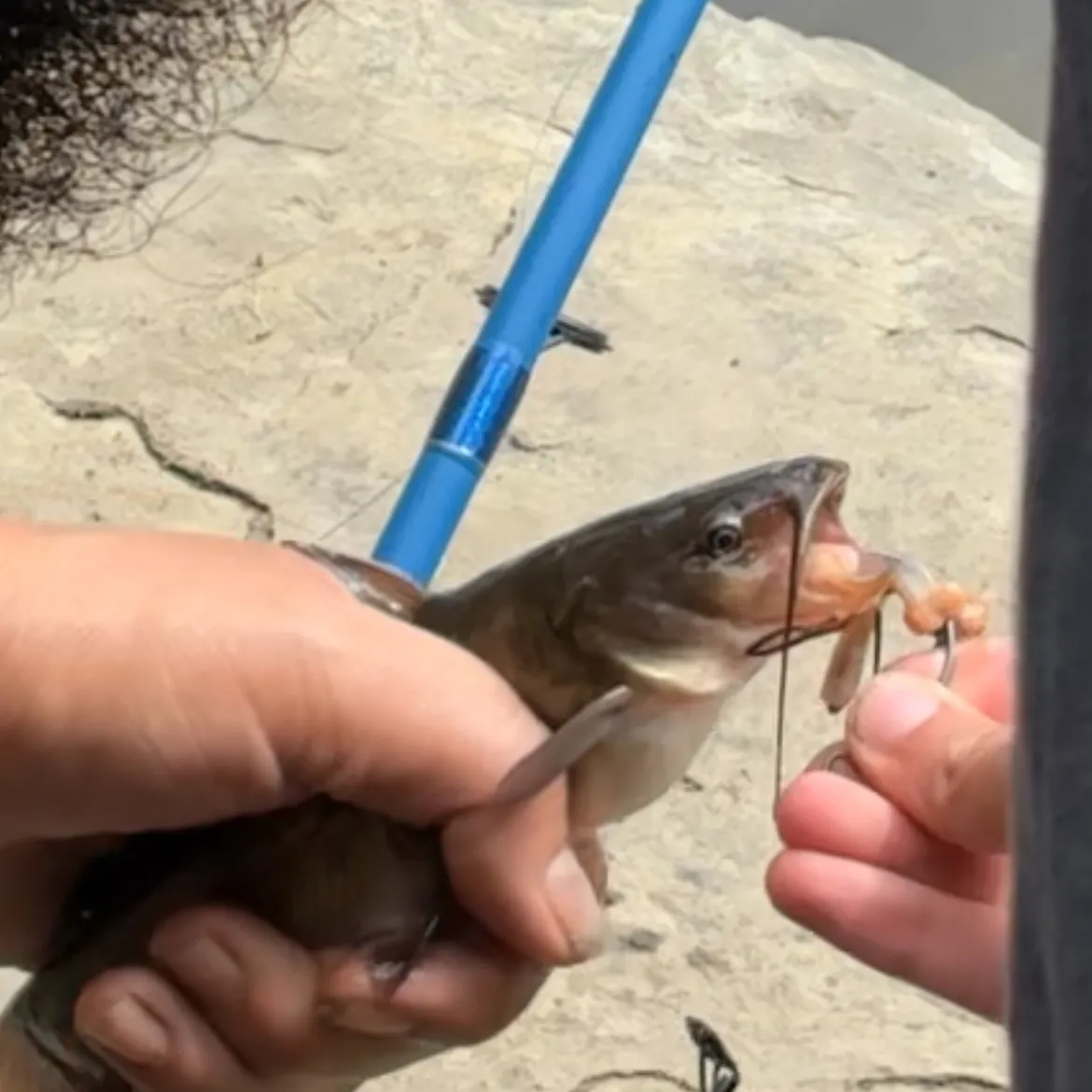 Black bullhead caught on Fishbrain