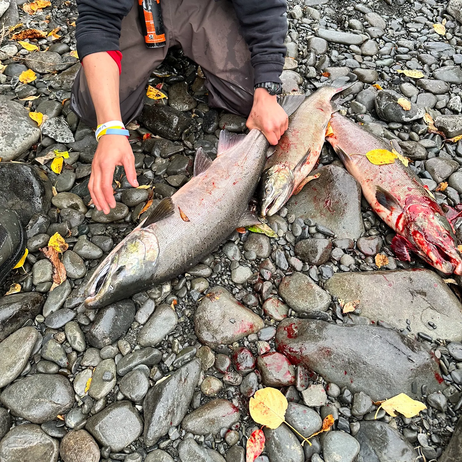 Coho salmon caught on Fishbrain