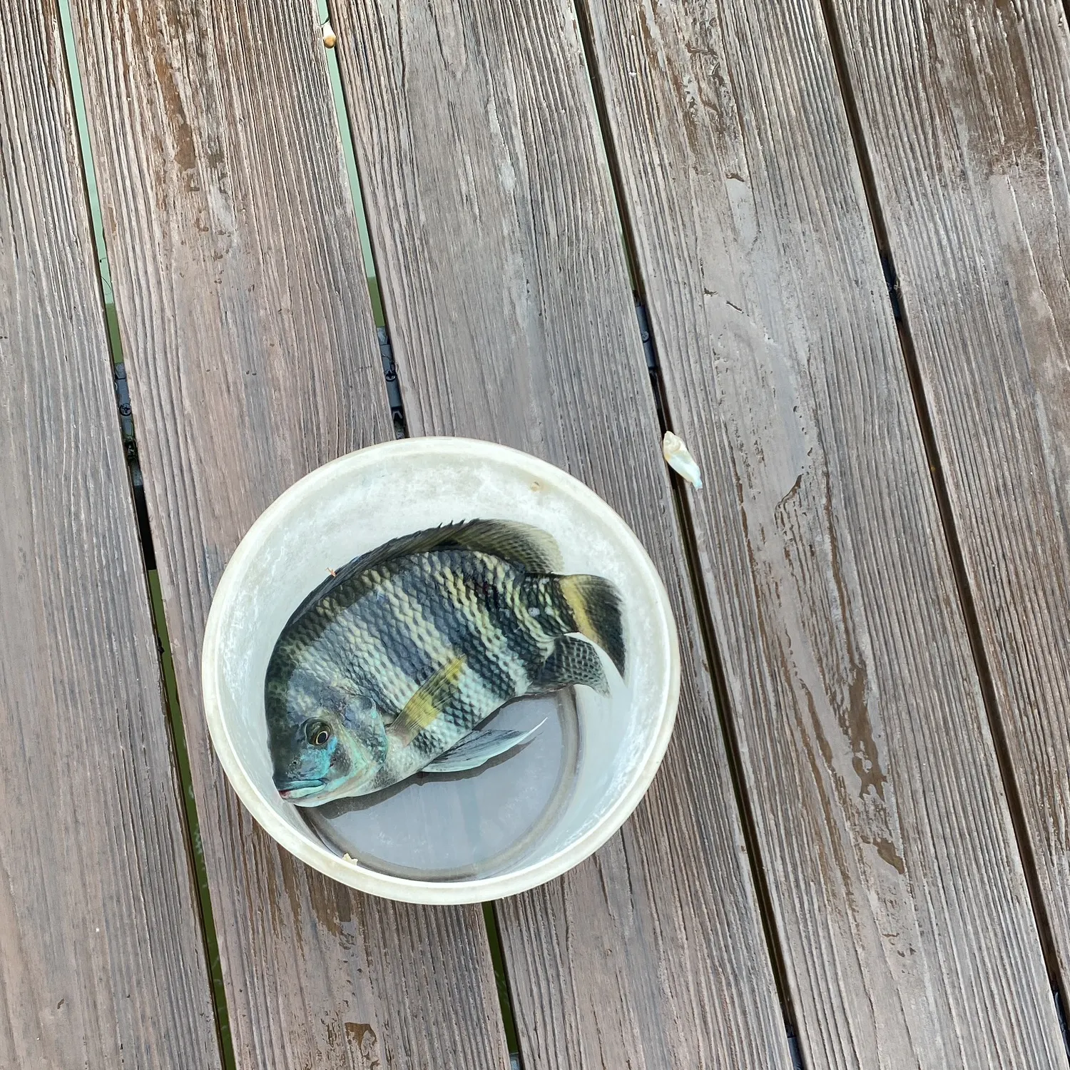 The most recent Zebra tilapia catches on Fishbrain