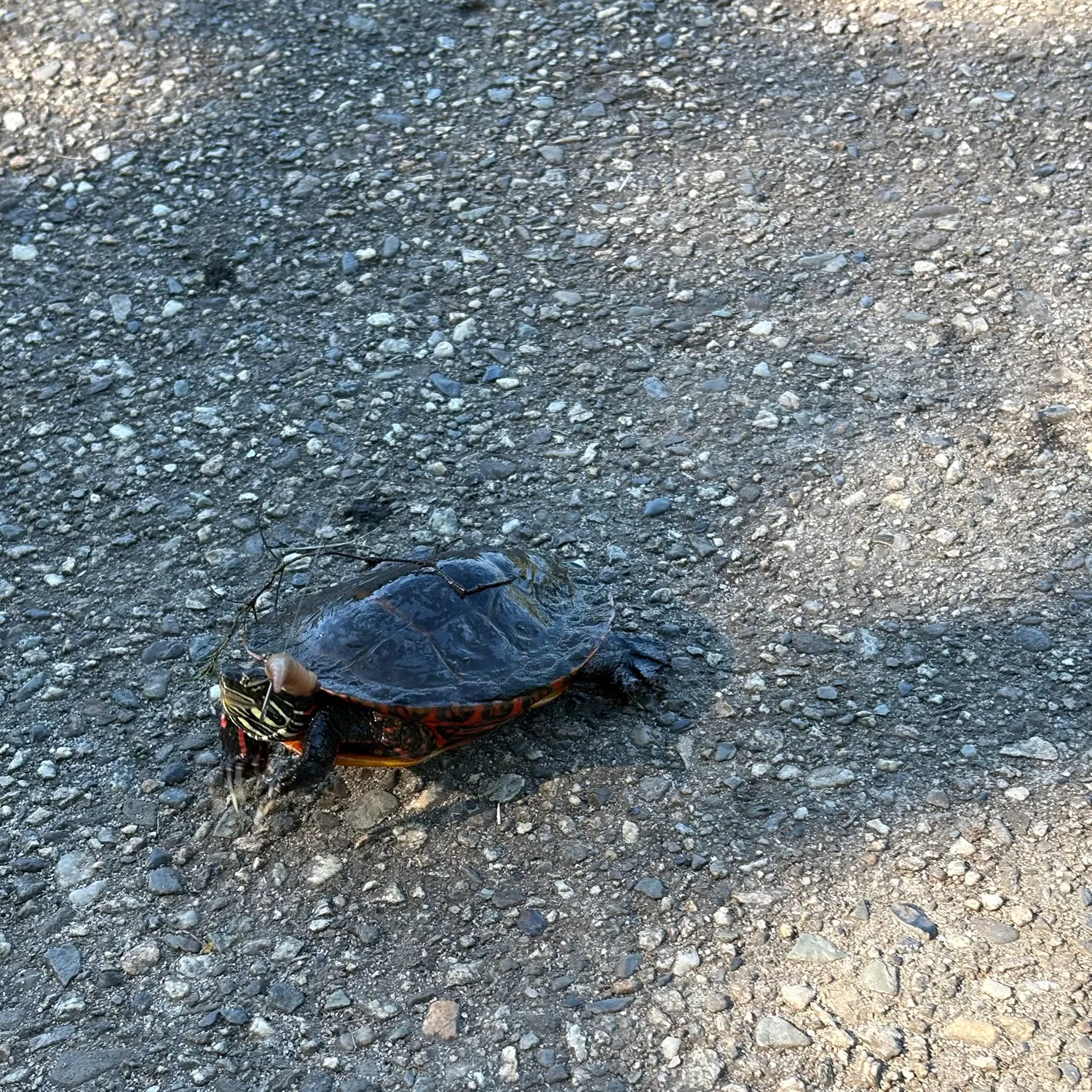 Painted turtle caught on Fishbrain