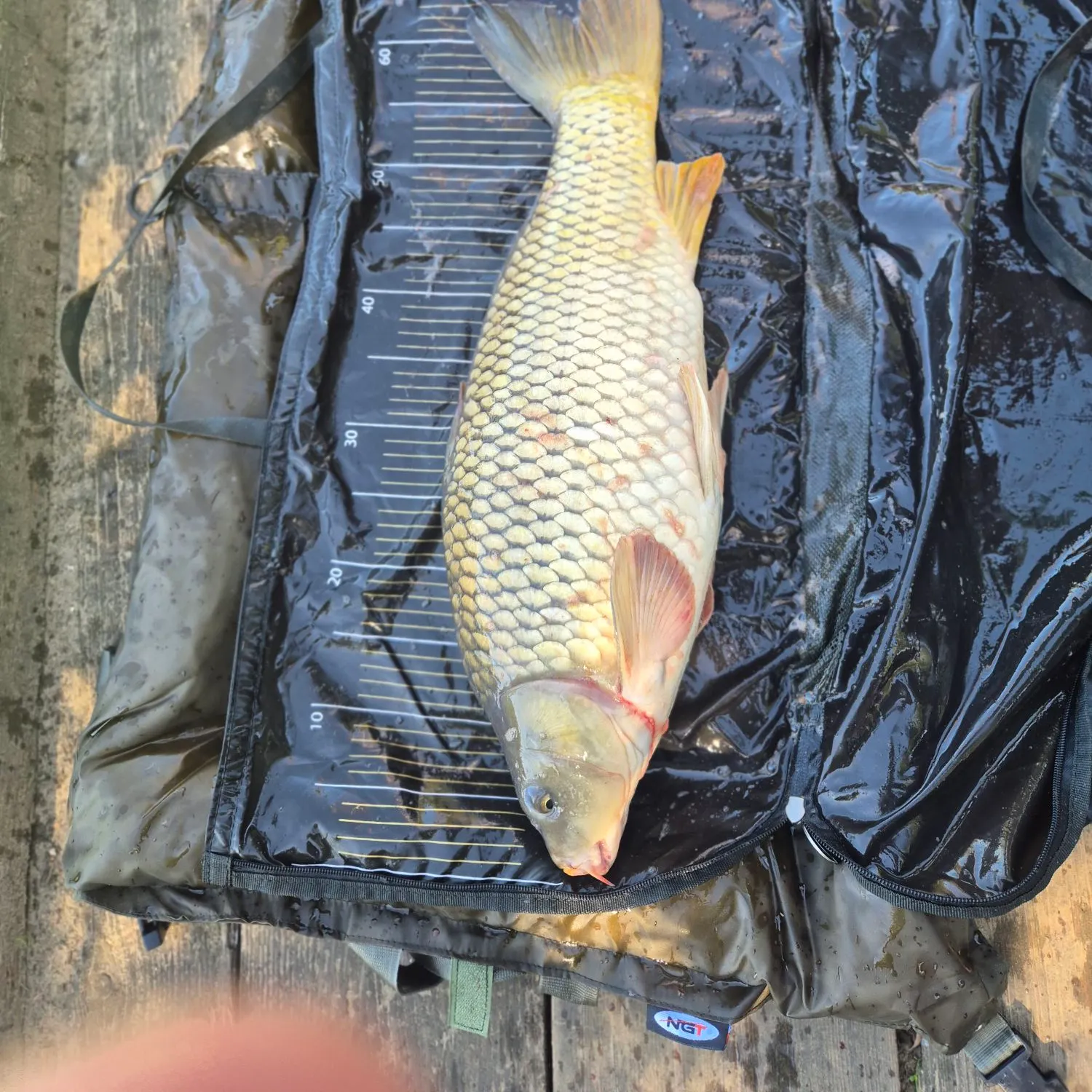 Common carp caught on Fishbrain