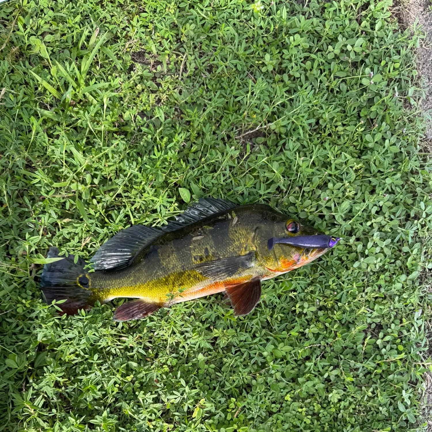 Butterfly peacock bass caught on Fishbrain