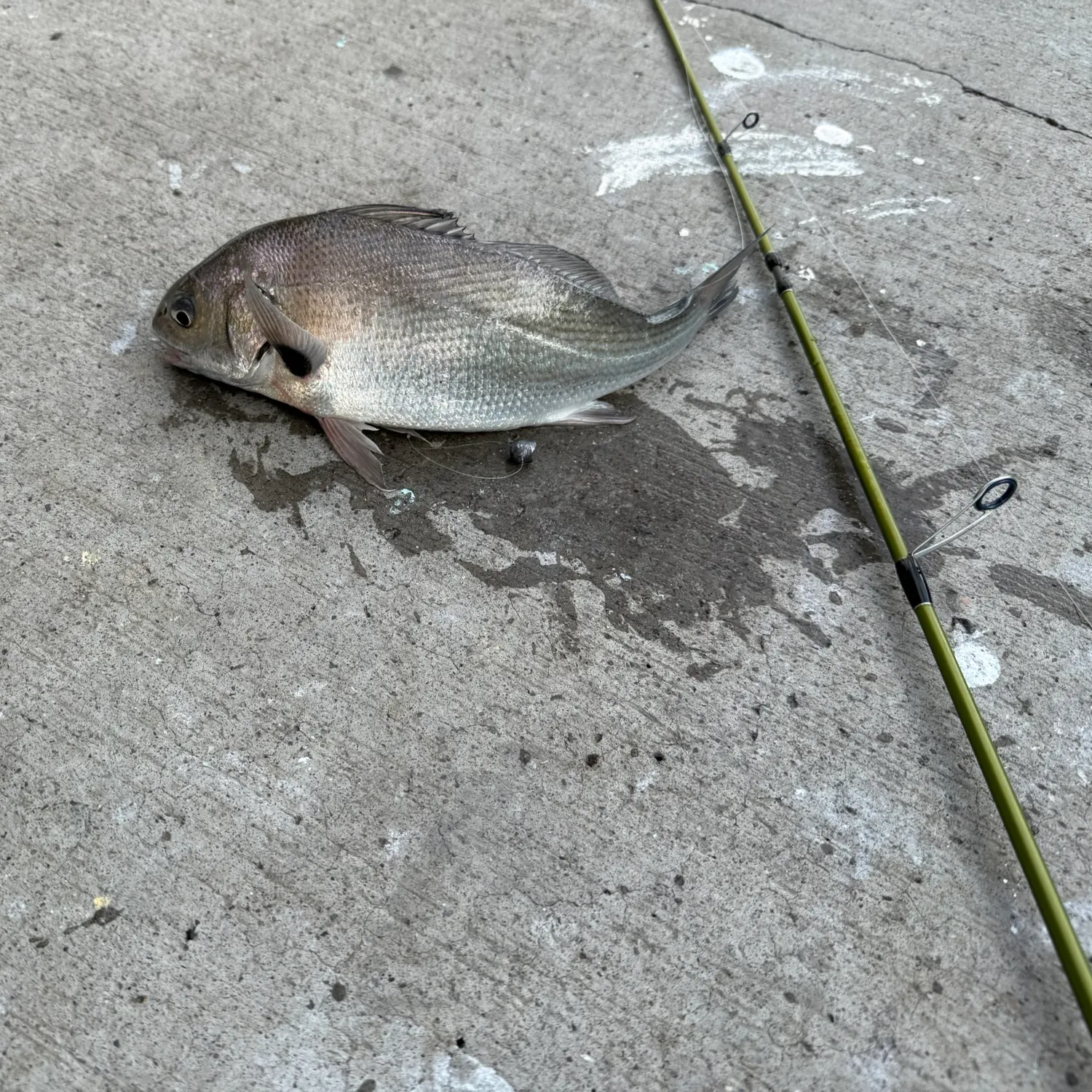 The most recent Spotfin croaker catches on Fishbrain