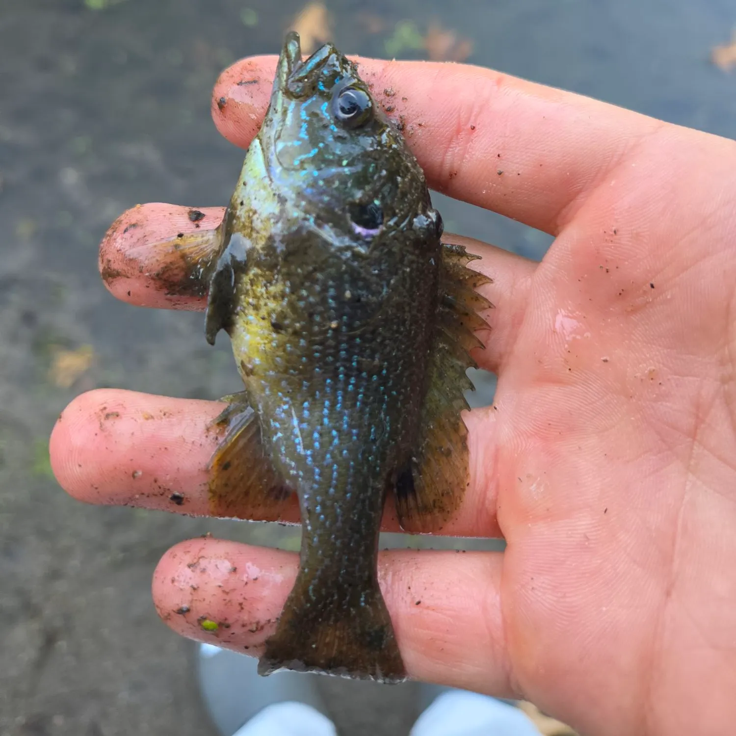 Green sunfish caught on Fishbrain
