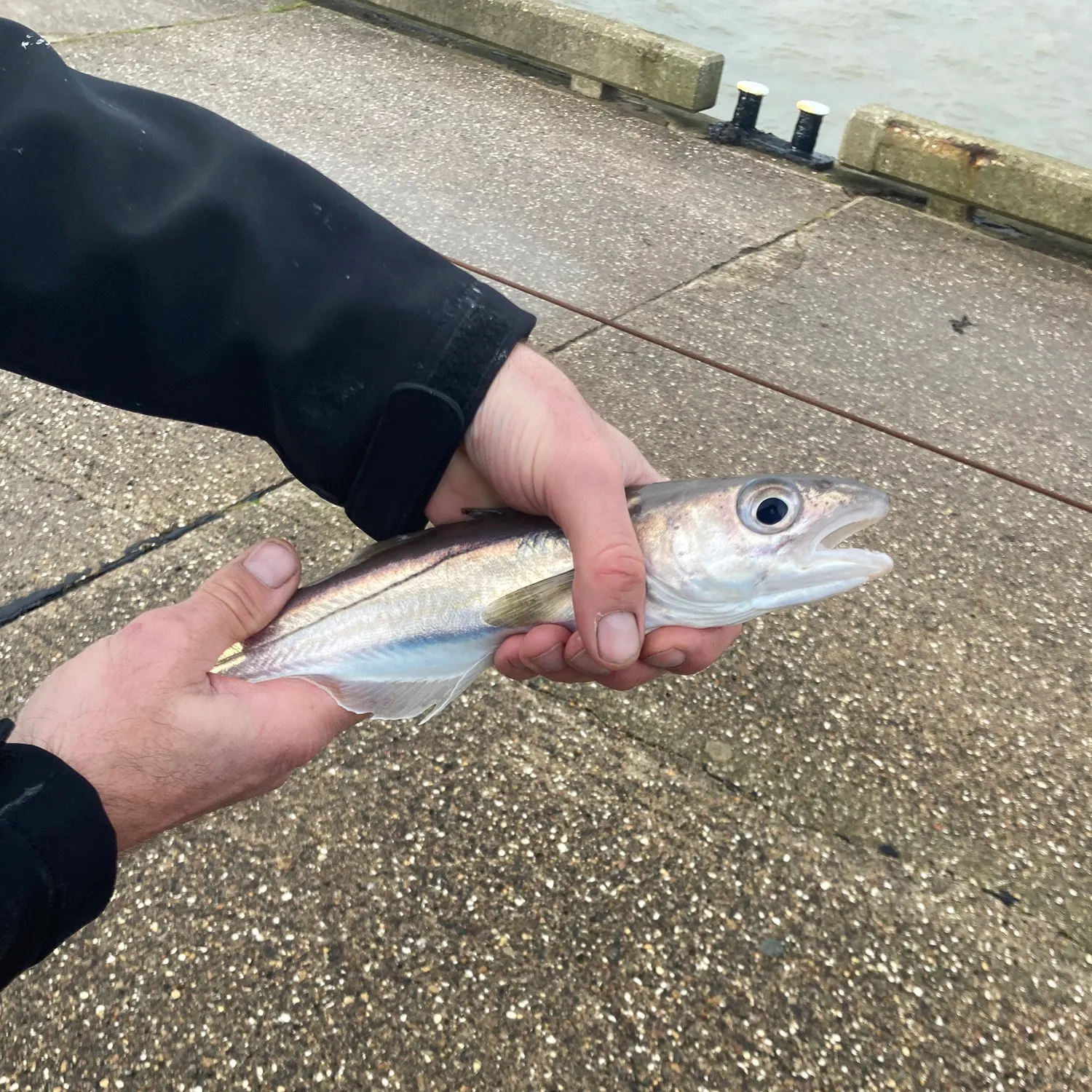 The most recent Whiting catches on Fishbrain
