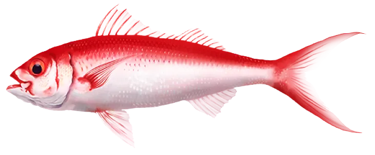 Flame snapper
