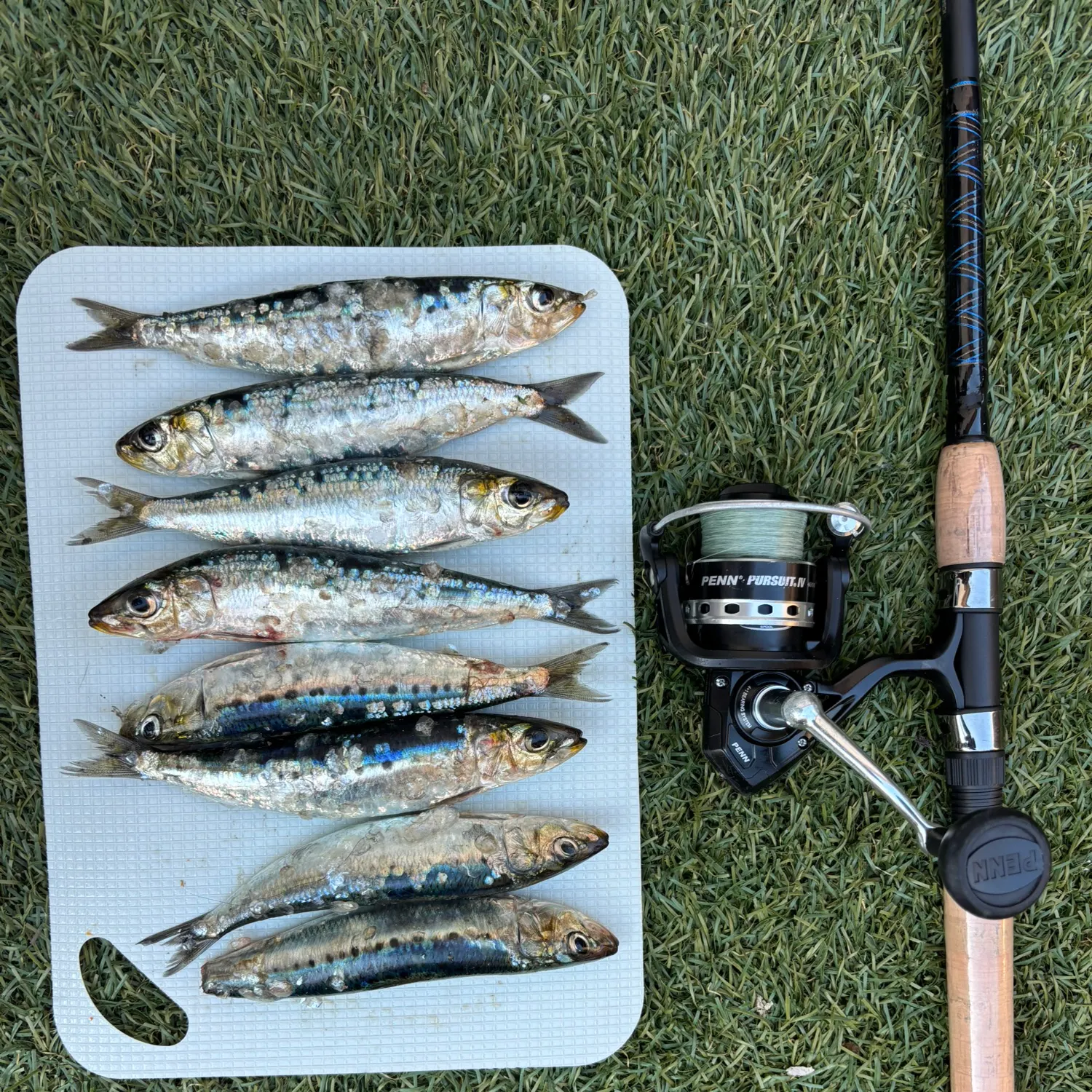 The most recent Japanese pilchard catches on Fishbrain