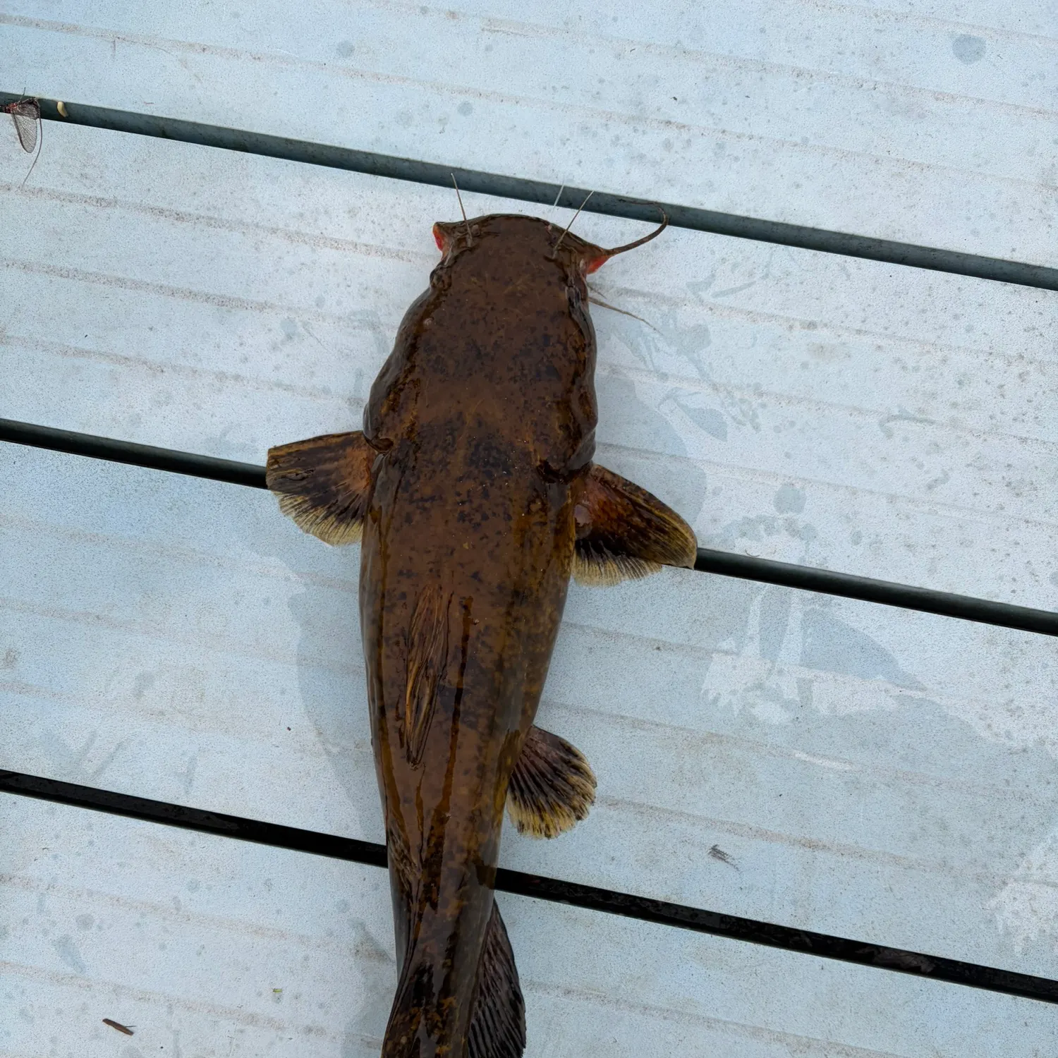 The most recent Flathead catfish catches on Fishbrain