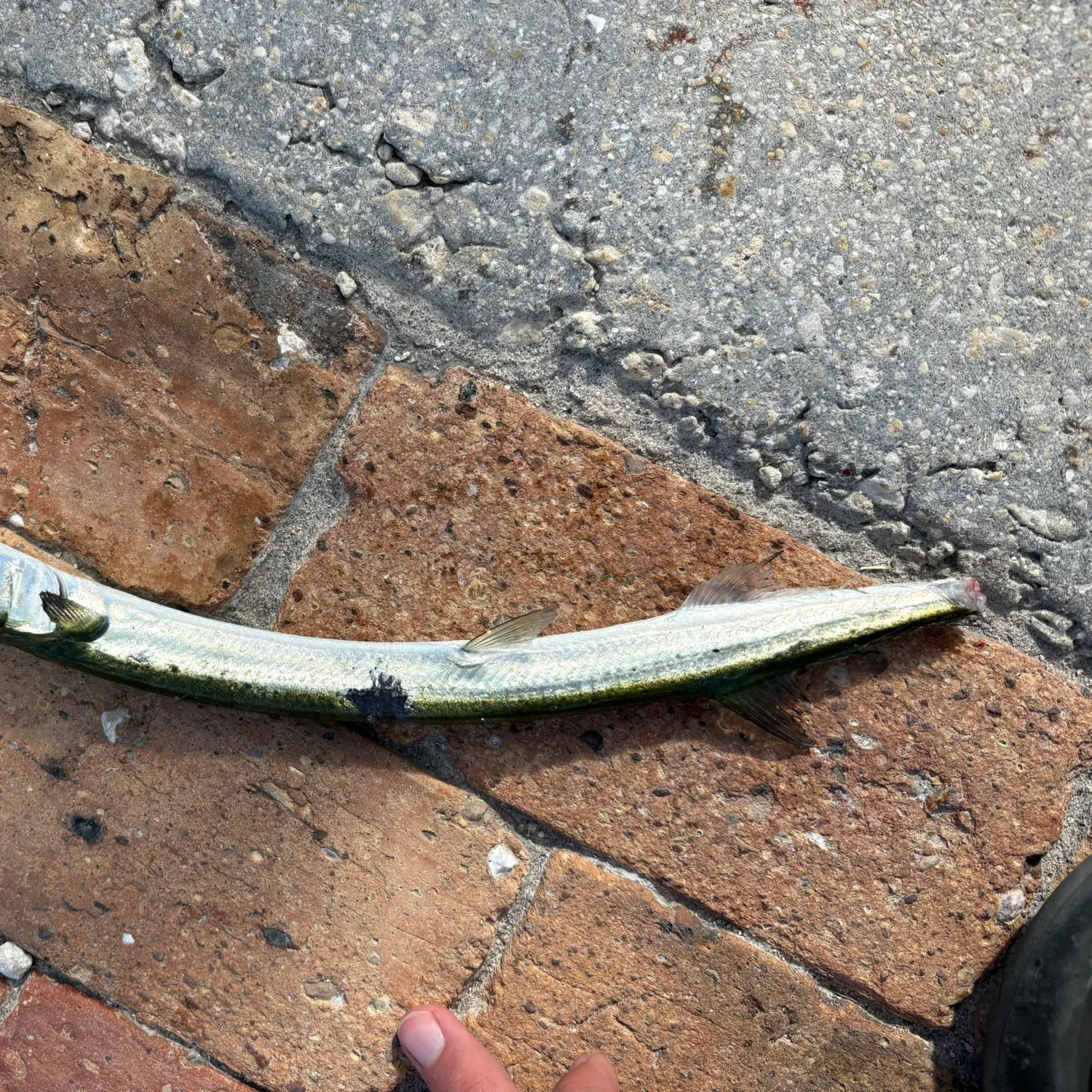The most recent Atlantic needlefish catches on Fishbrain