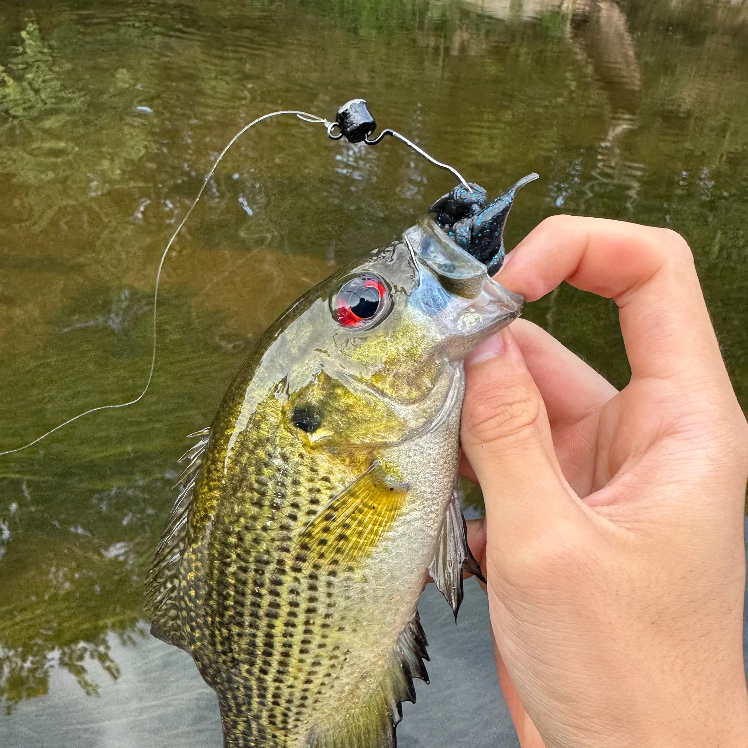 Rock bass caught on Fishbrain