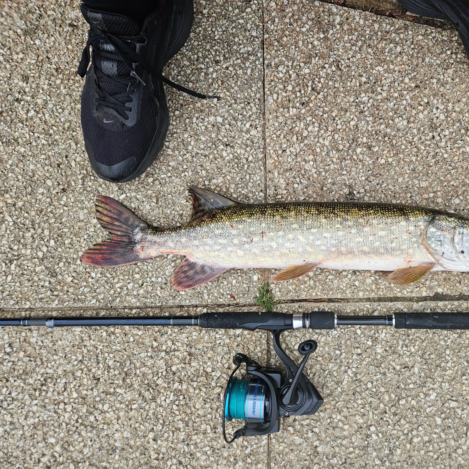 Northern pike caught on Fishbrain
