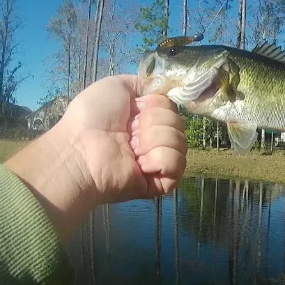 The most recent Florida bass catches on Fishbrain