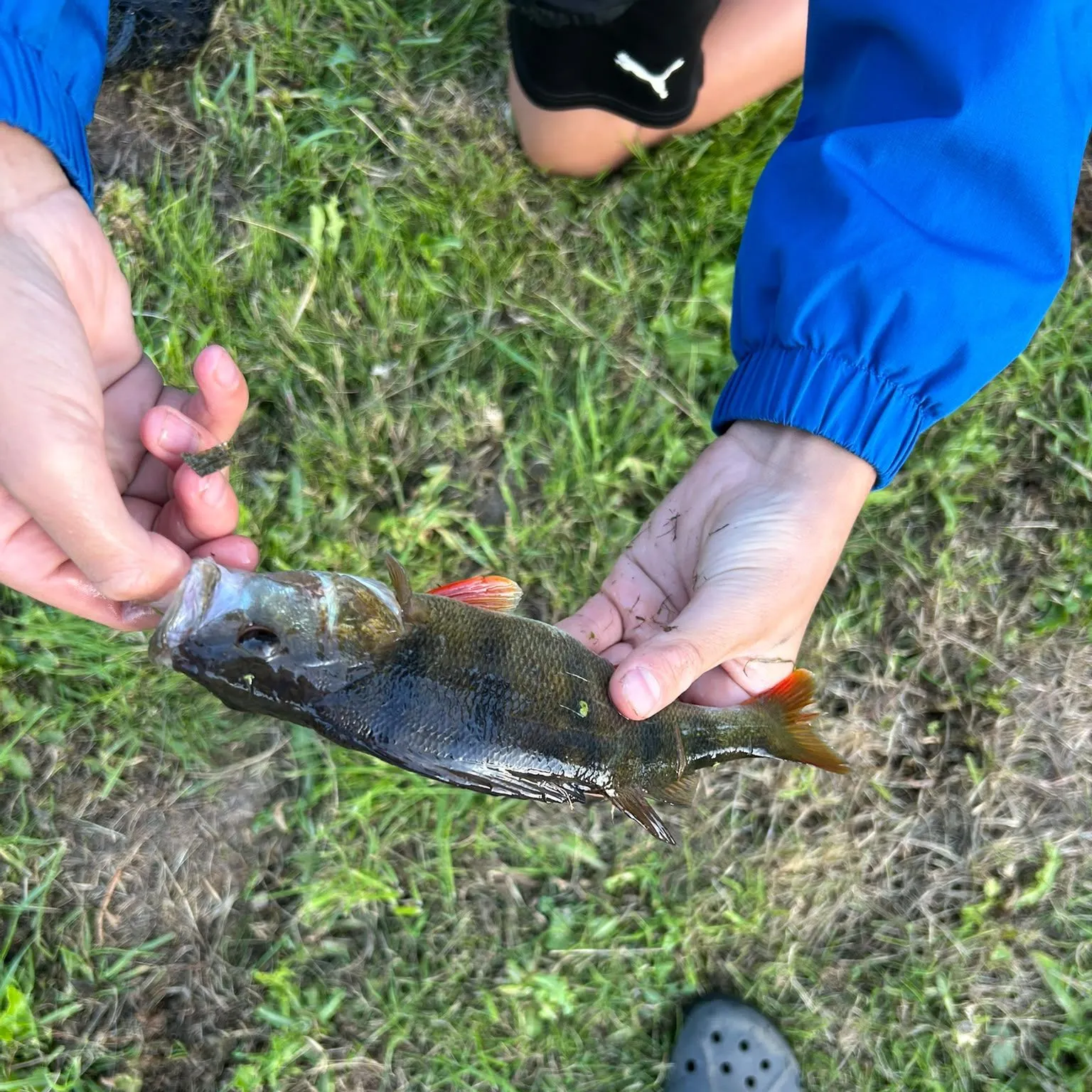European perch caught on Fishbrain