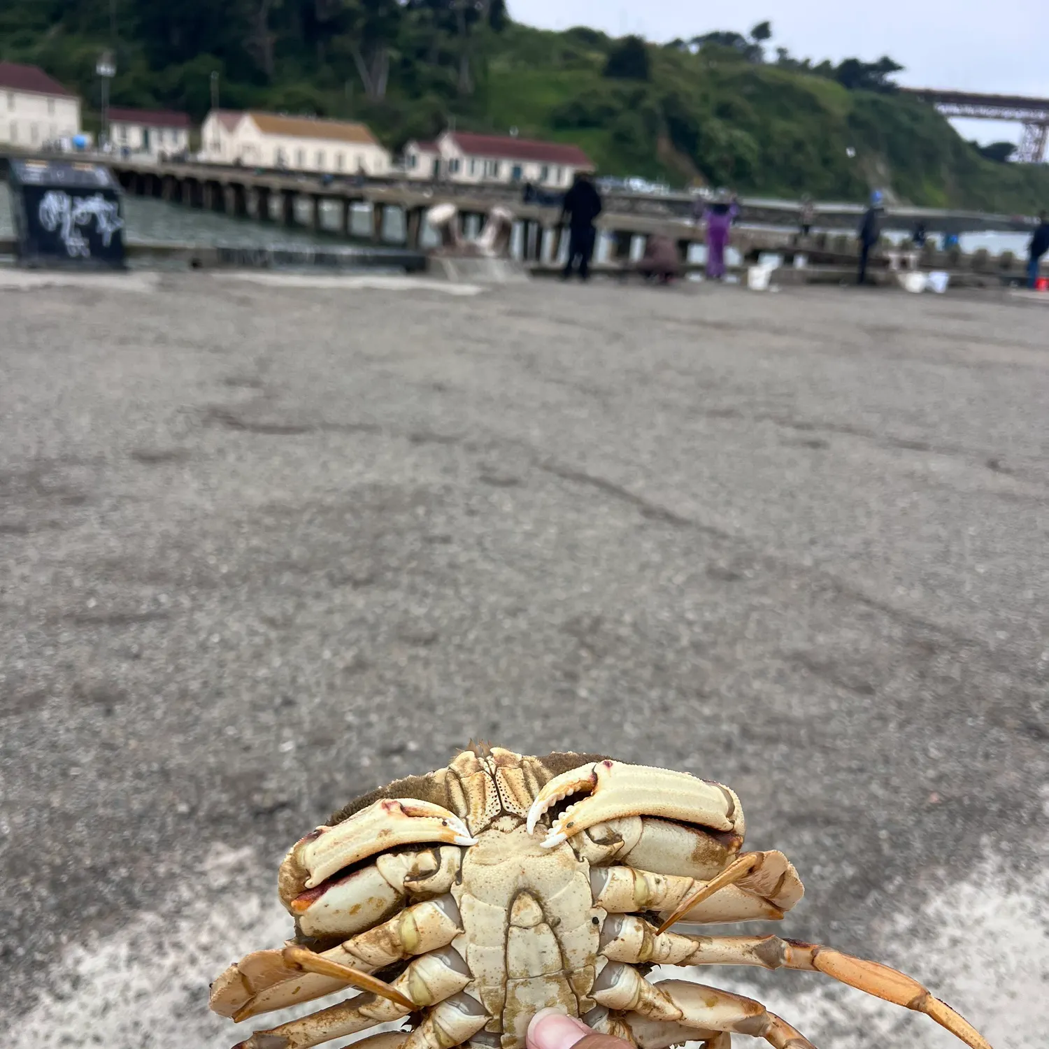 The most recent Dungeness crab catches on Fishbrain