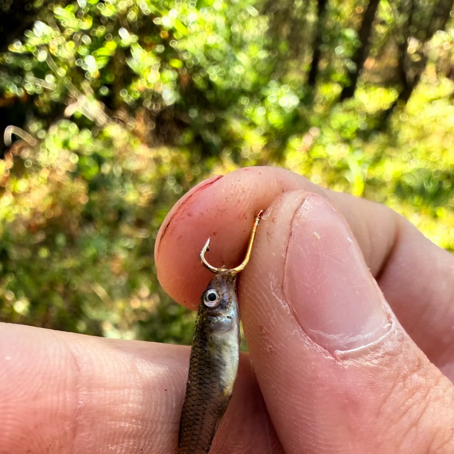 Western mosquitofish caught on Fishbrain