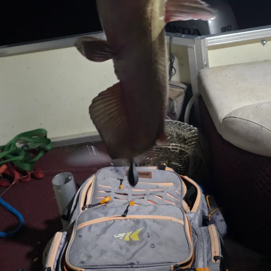 Channel catfish caught on Fishbrain