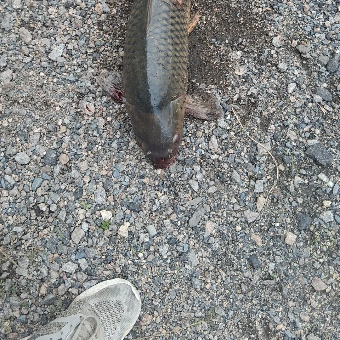 Koi x common carp caught on Fishbrain