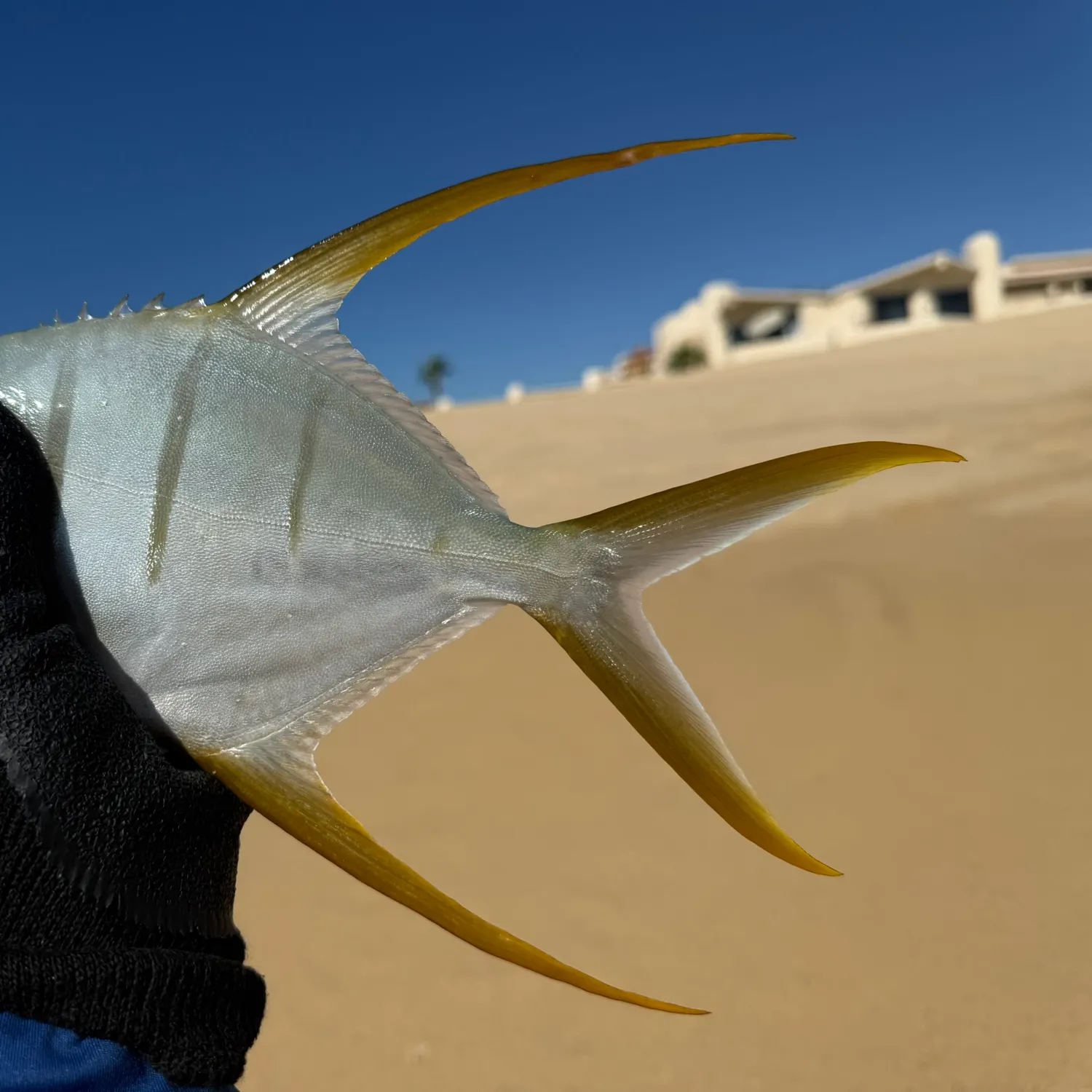 The most recent Gafftopsail pompano catches on Fishbrain