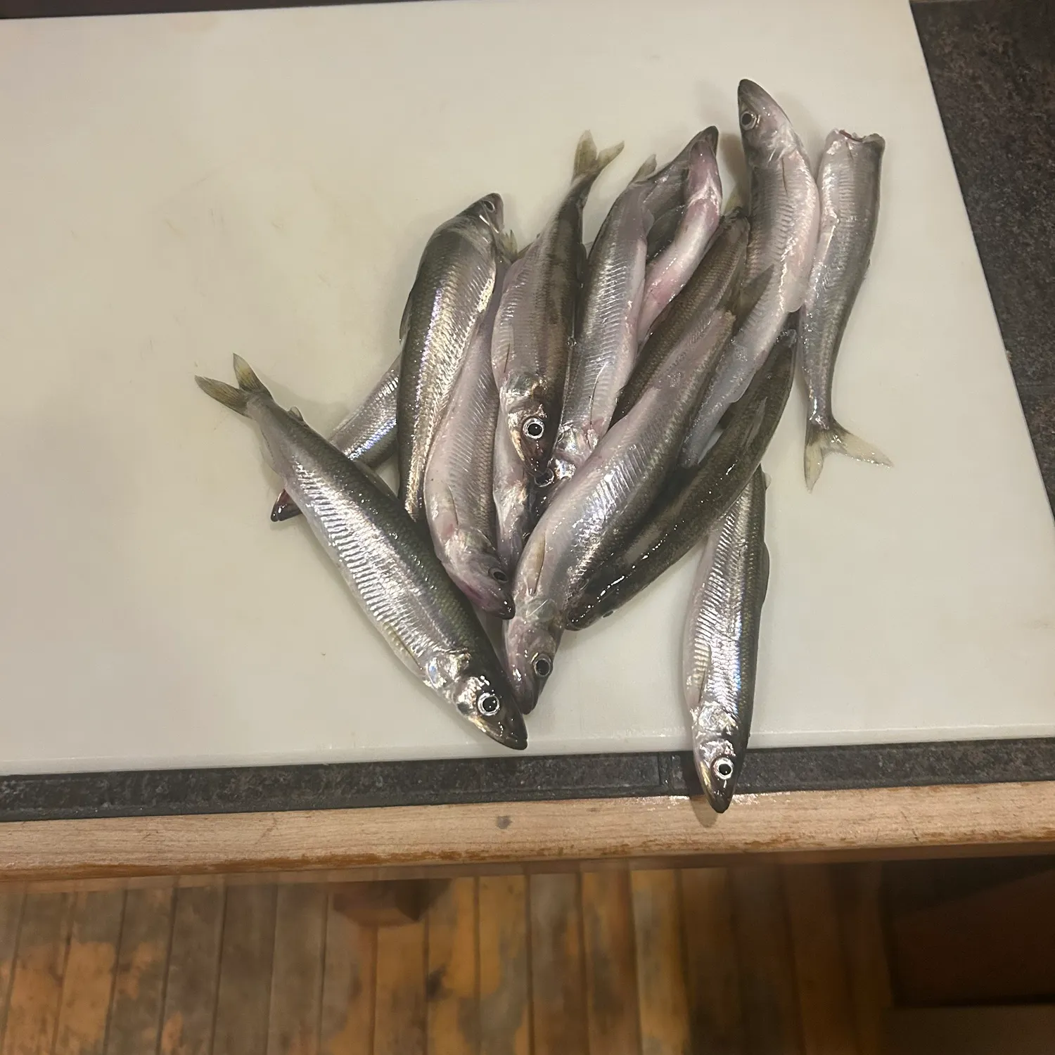 The most recent Atlantic rainbow smelt catches on Fishbrain