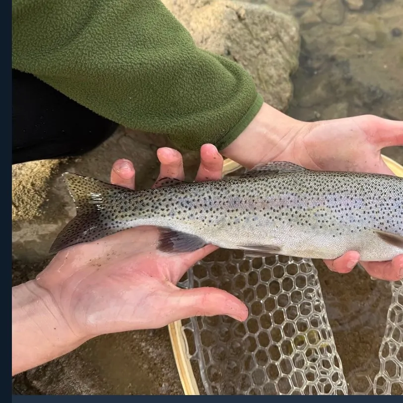 Cutbow caught on Fishbrain