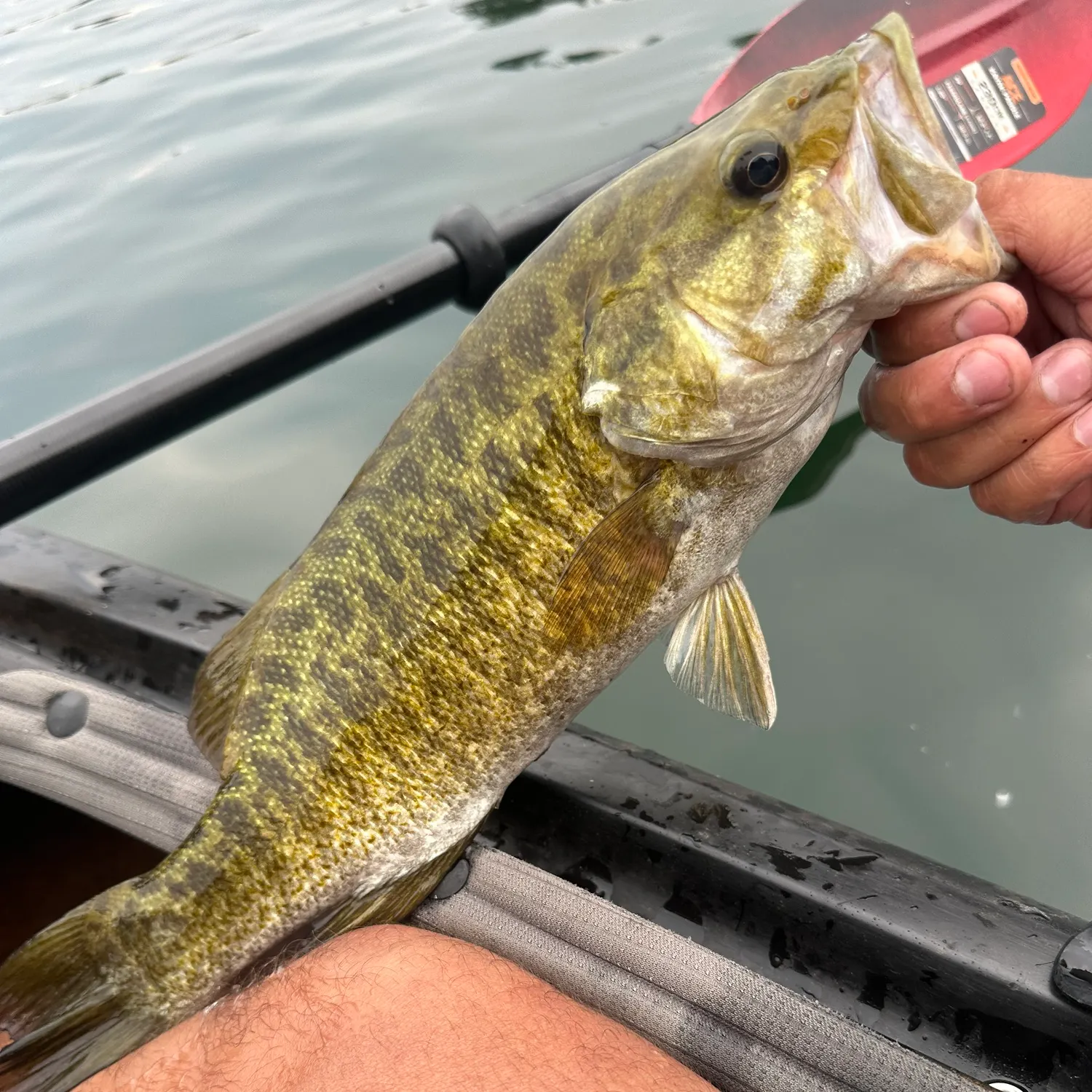 angler catch