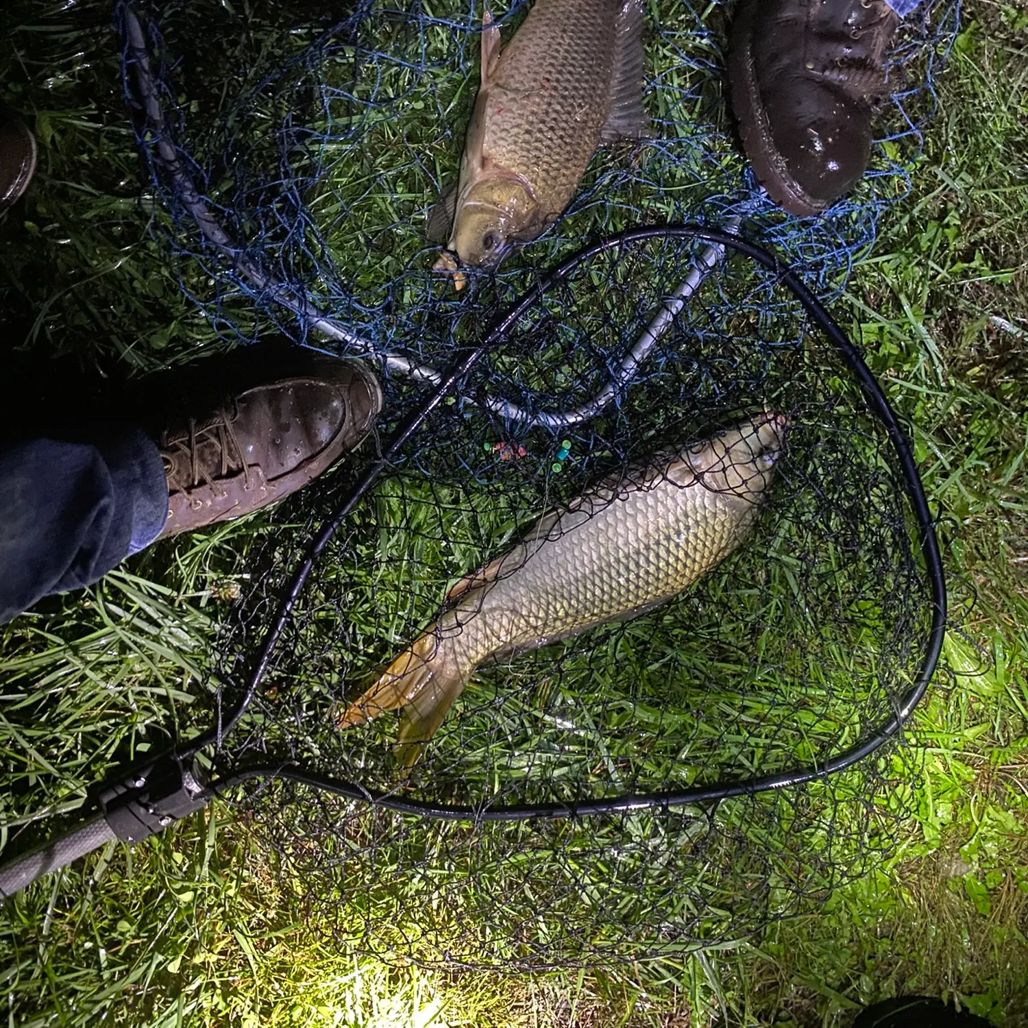 Common carp caught on Fishbrain