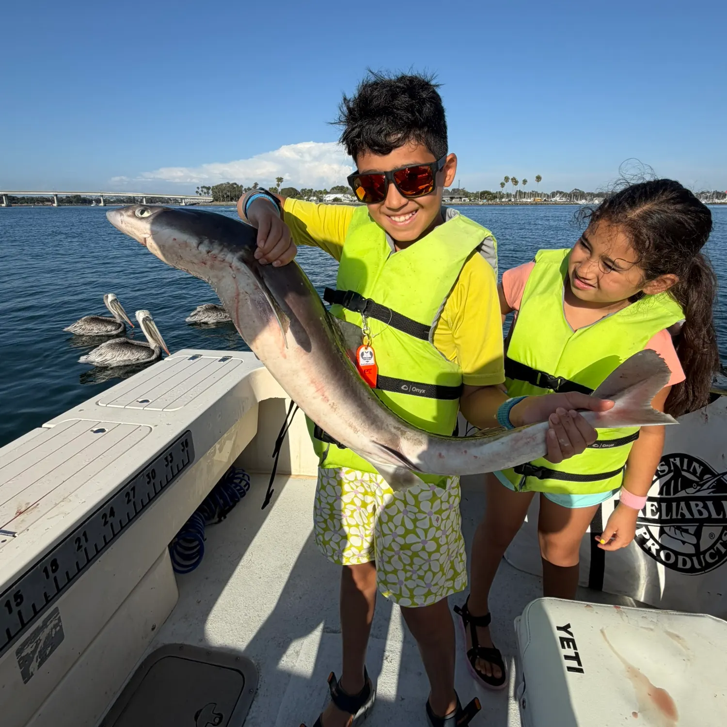 Pacific spiny dogfish caught on Fishbrain