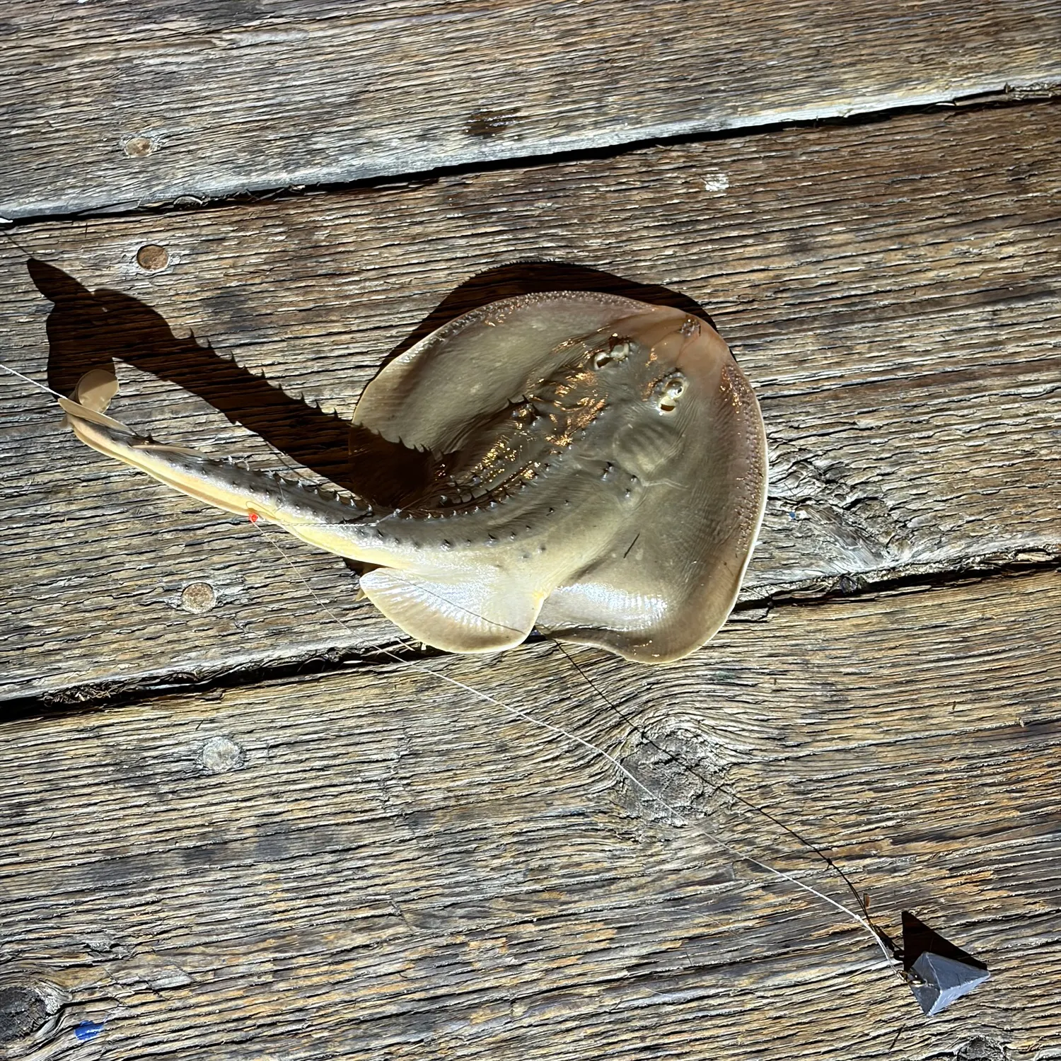 The most recent Haller's round ray catches on Fishbrain