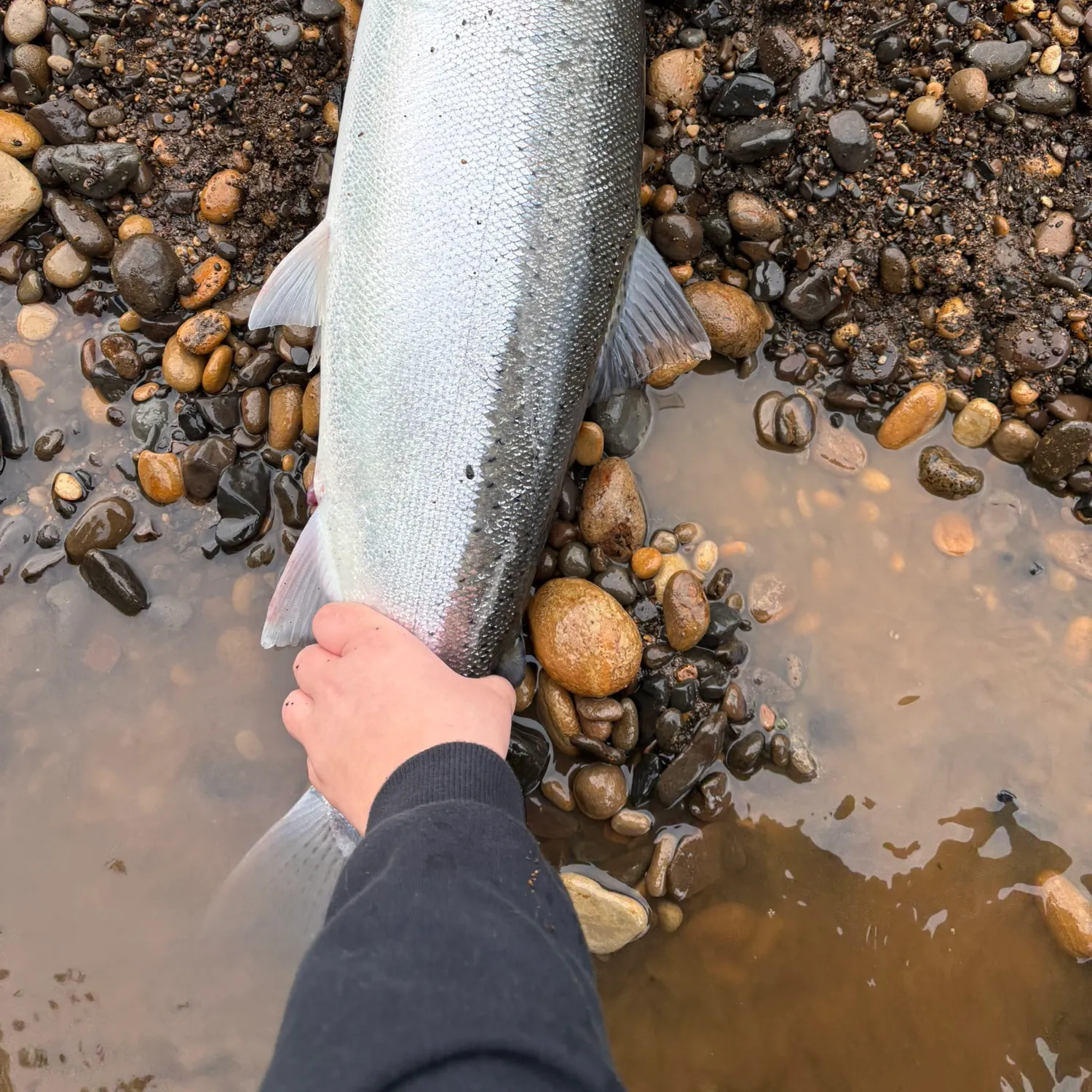 The most recent Steelhead catches on Fishbrain