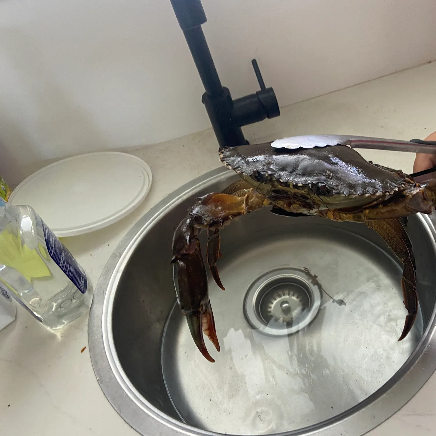 The most recent Giant mud crab catches on Fishbrain