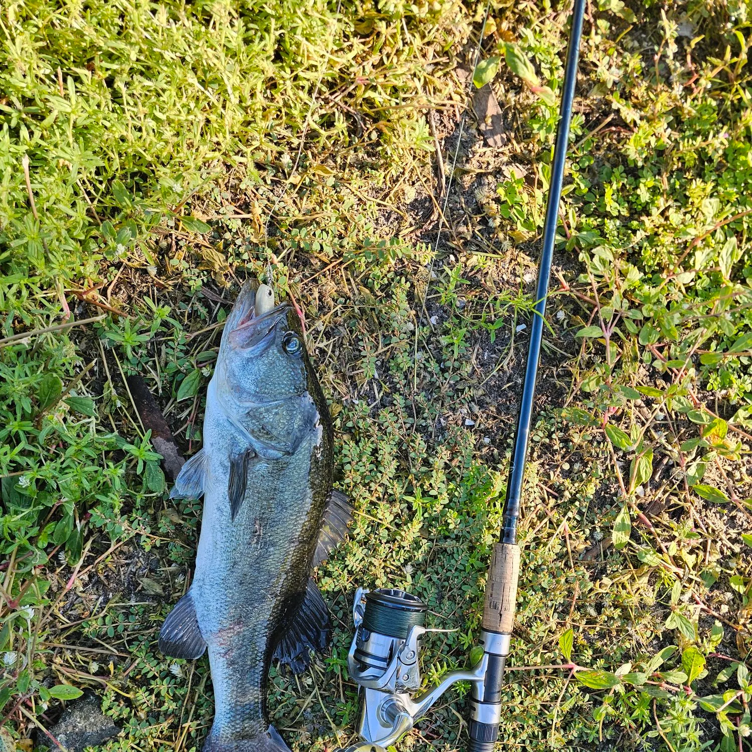 Largemouth bass caught on Fishbrain