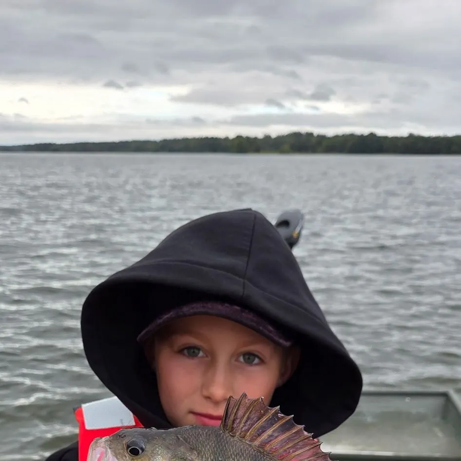 European perch caught on Fishbrain