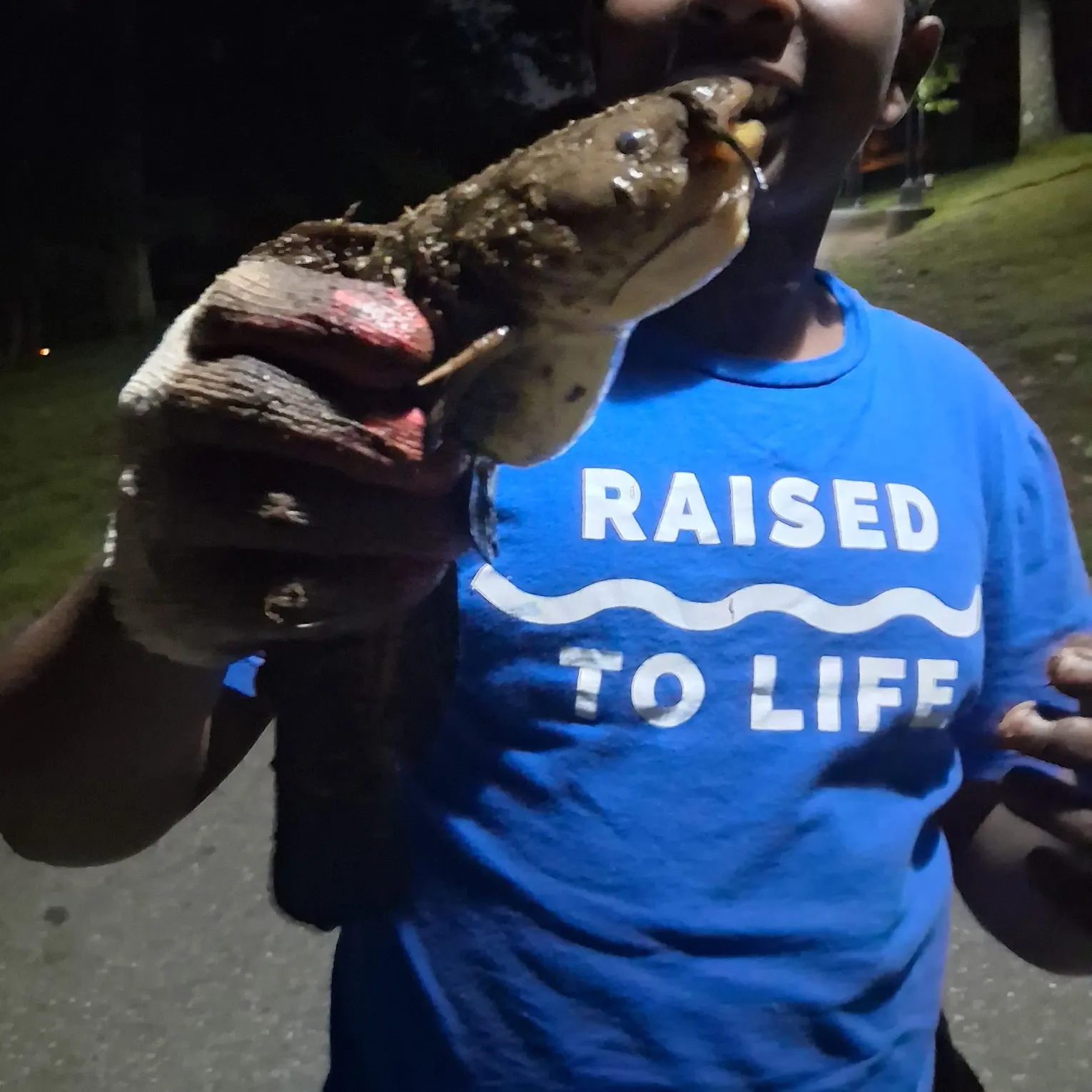Brown bullhead caught on Fishbrain