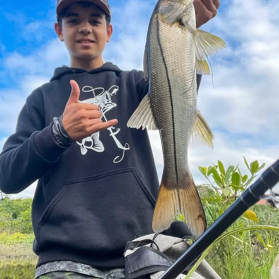 Common snook caught on Fishbrain