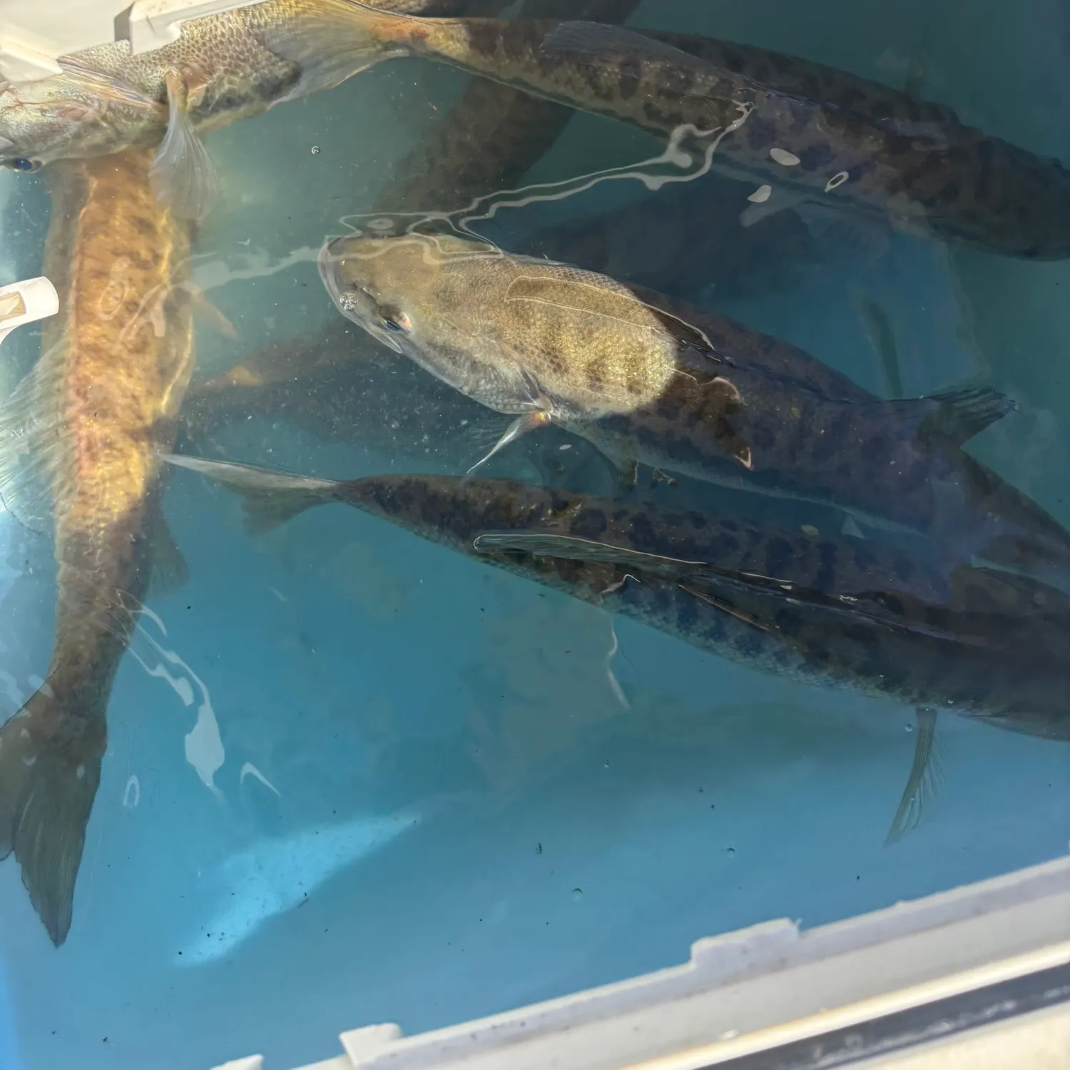 recently logged catches