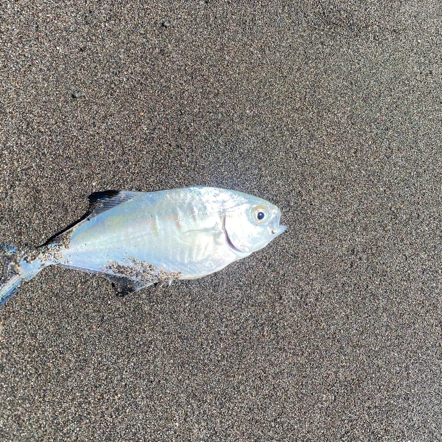 The most recent Leerfish catches on Fishbrain