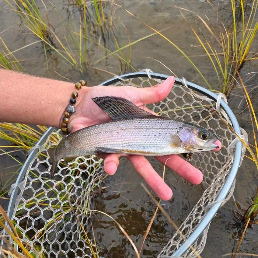 European grayling caught on Fishbrain