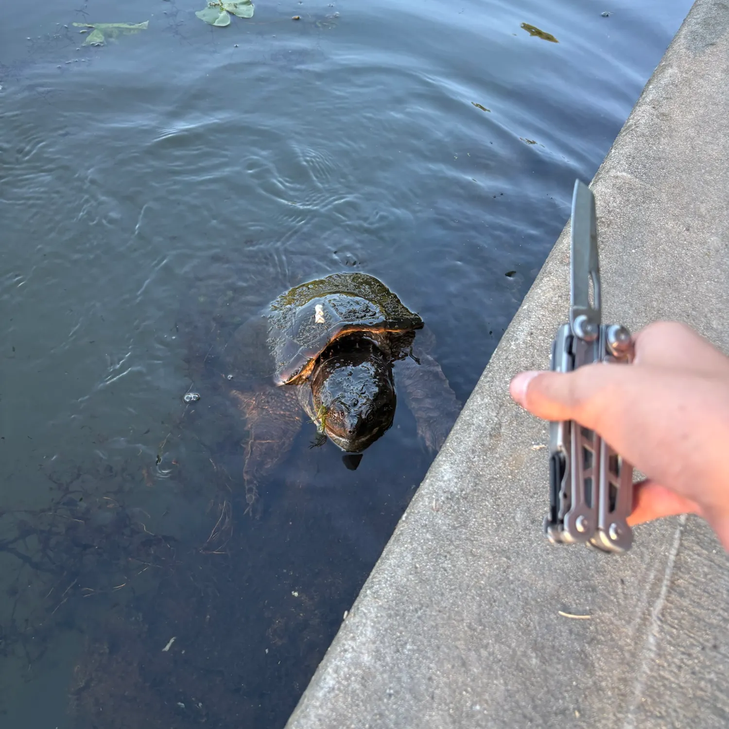 Common snapping turtle caught on Fishbrain