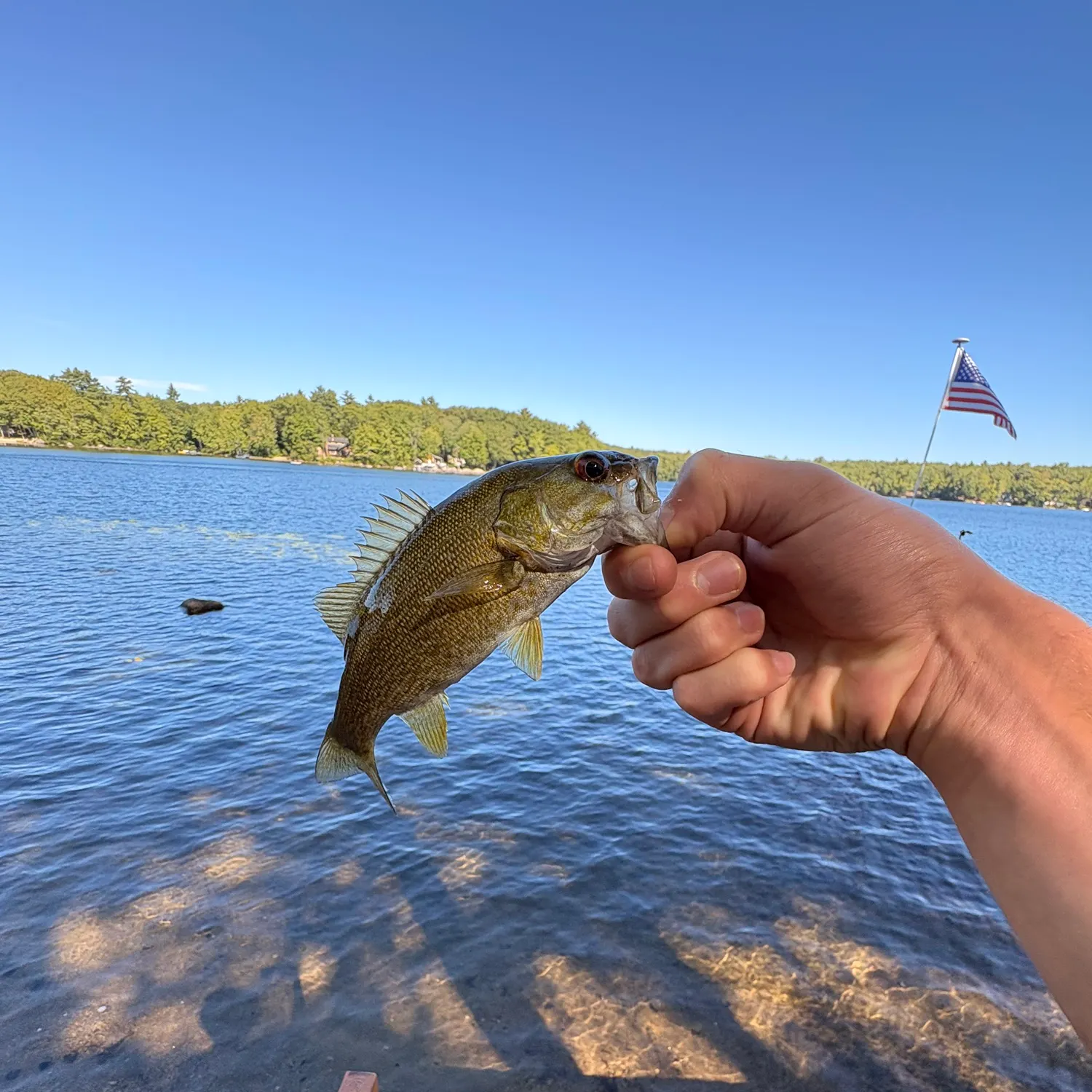 Smallmouth bass caught on Fishbrain