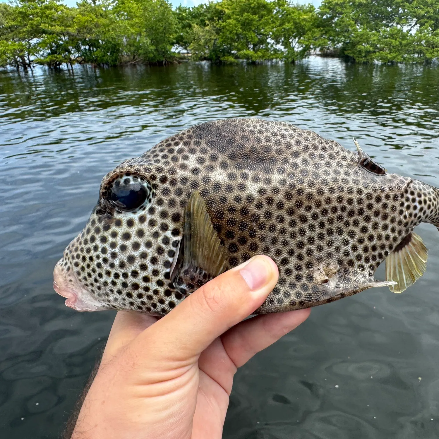 The most popular recent Spotted trunkfish catch on Fishbrain